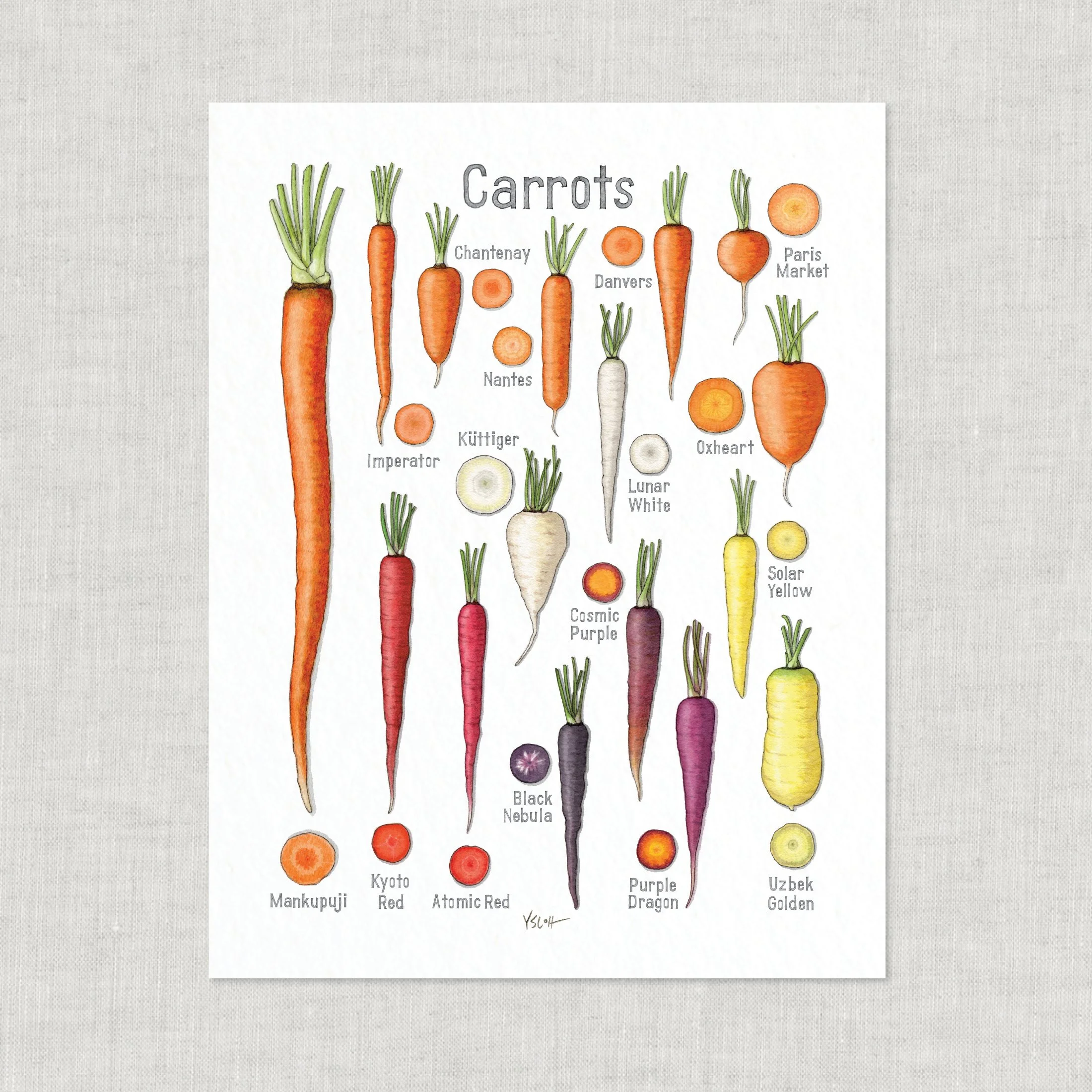 Shop_Prints_8.5x11_Carrots3.jpg