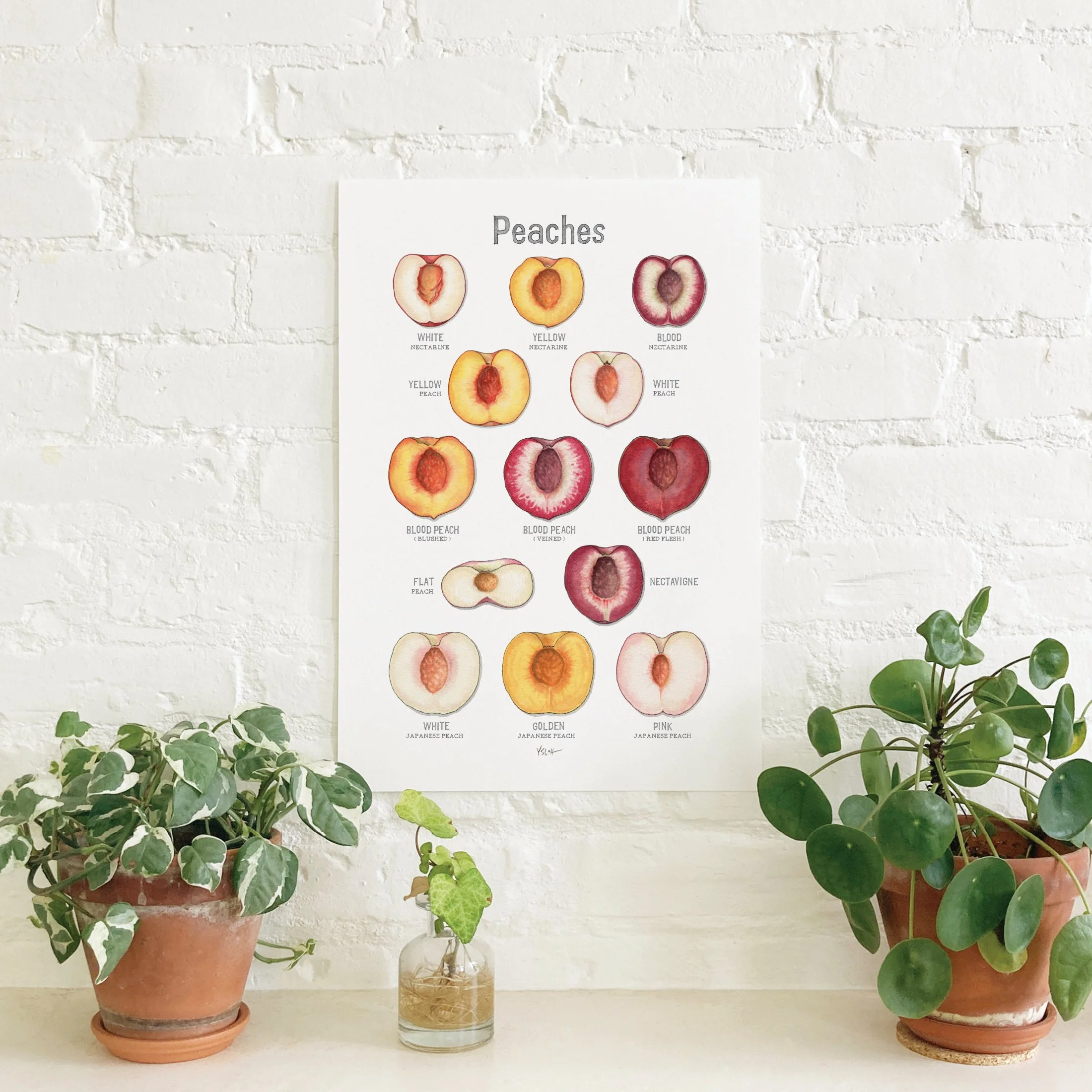 Shop_Poster_13x19_Peaches2.jpg