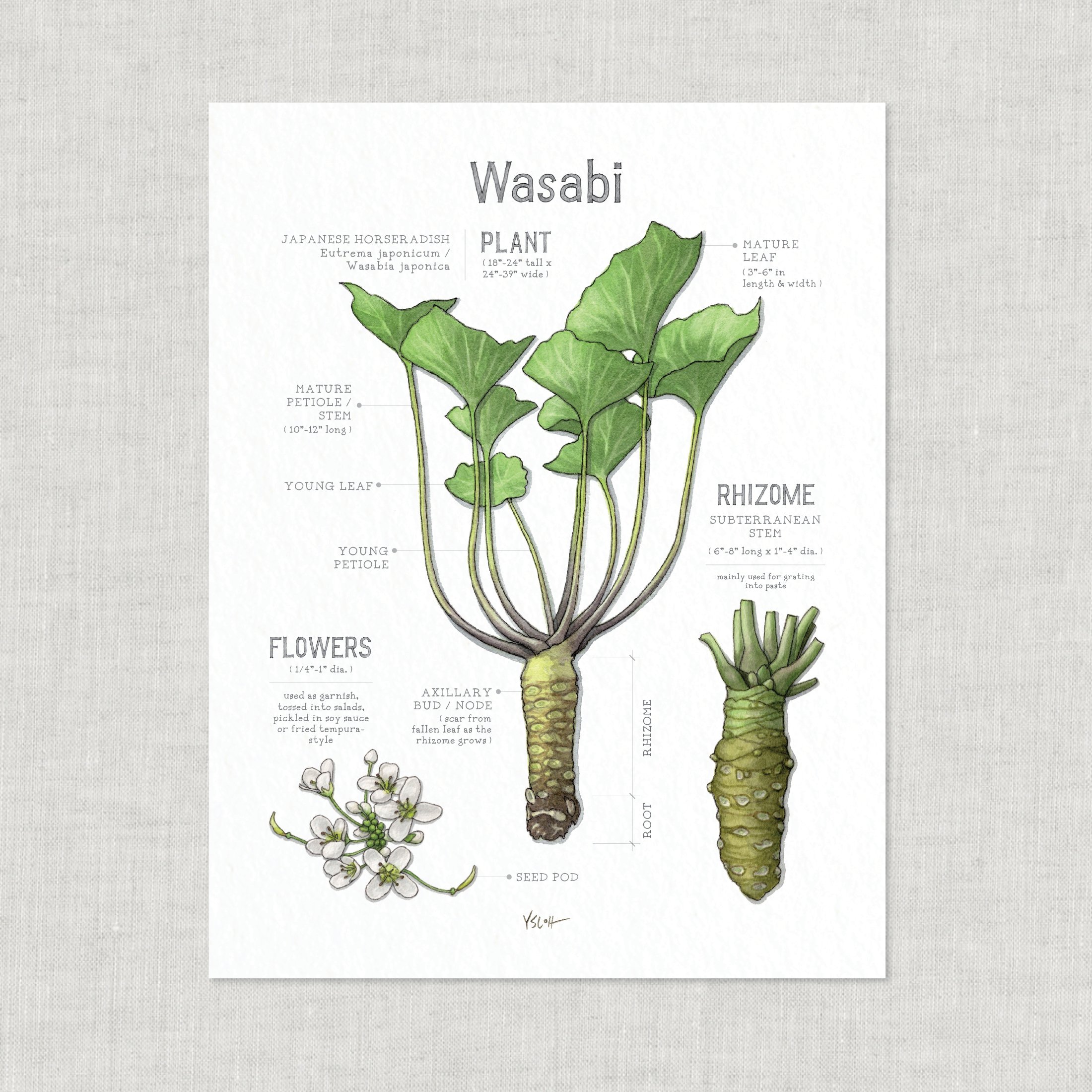 Shop_Prints_8.5x11_Wasabi3.jpg
