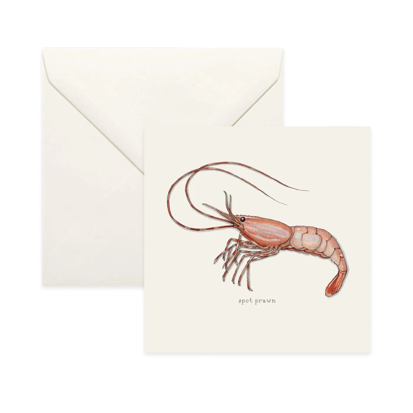 Shop_Card_Shrimp13.jpg
