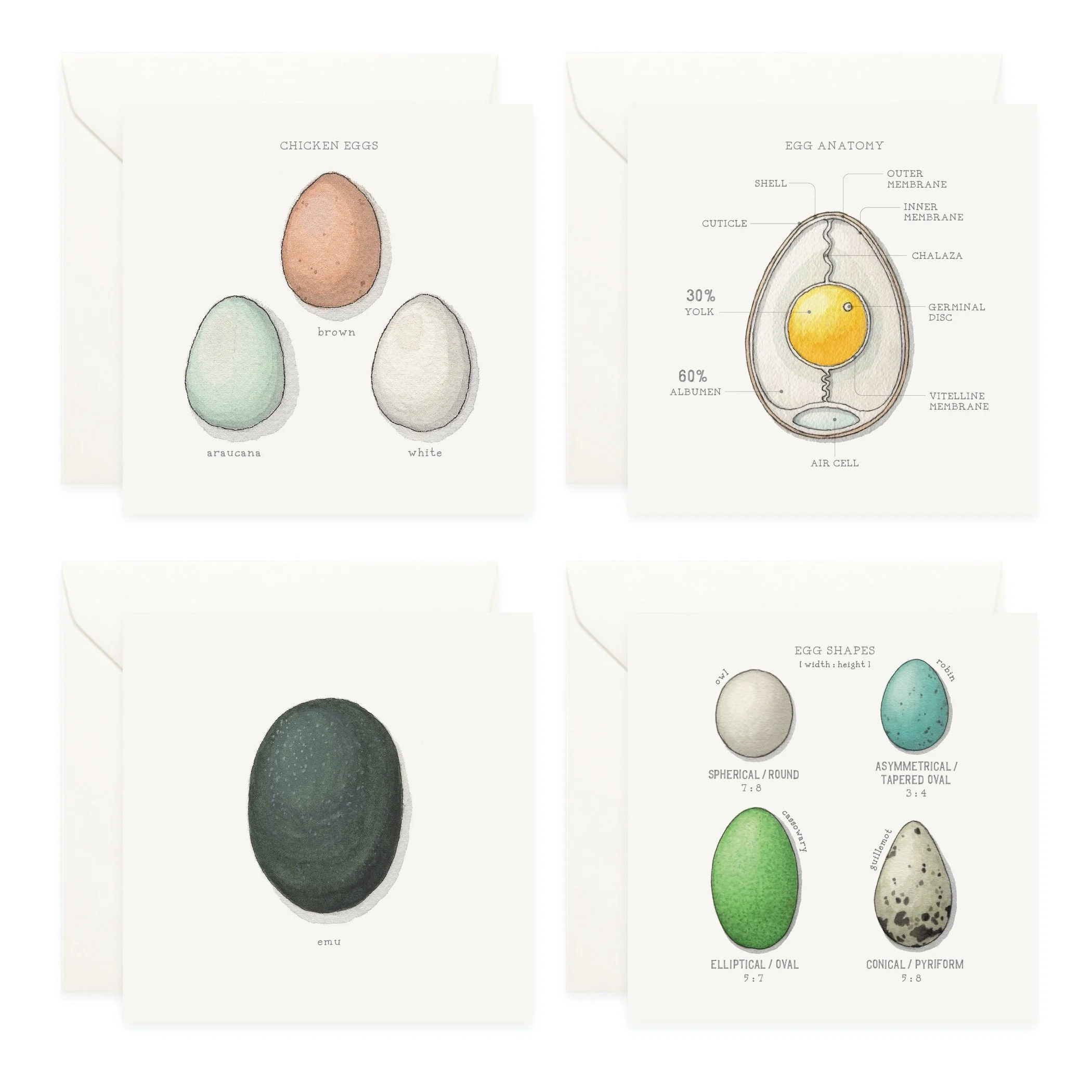 Shop_Box Set_Eggs3.jpg