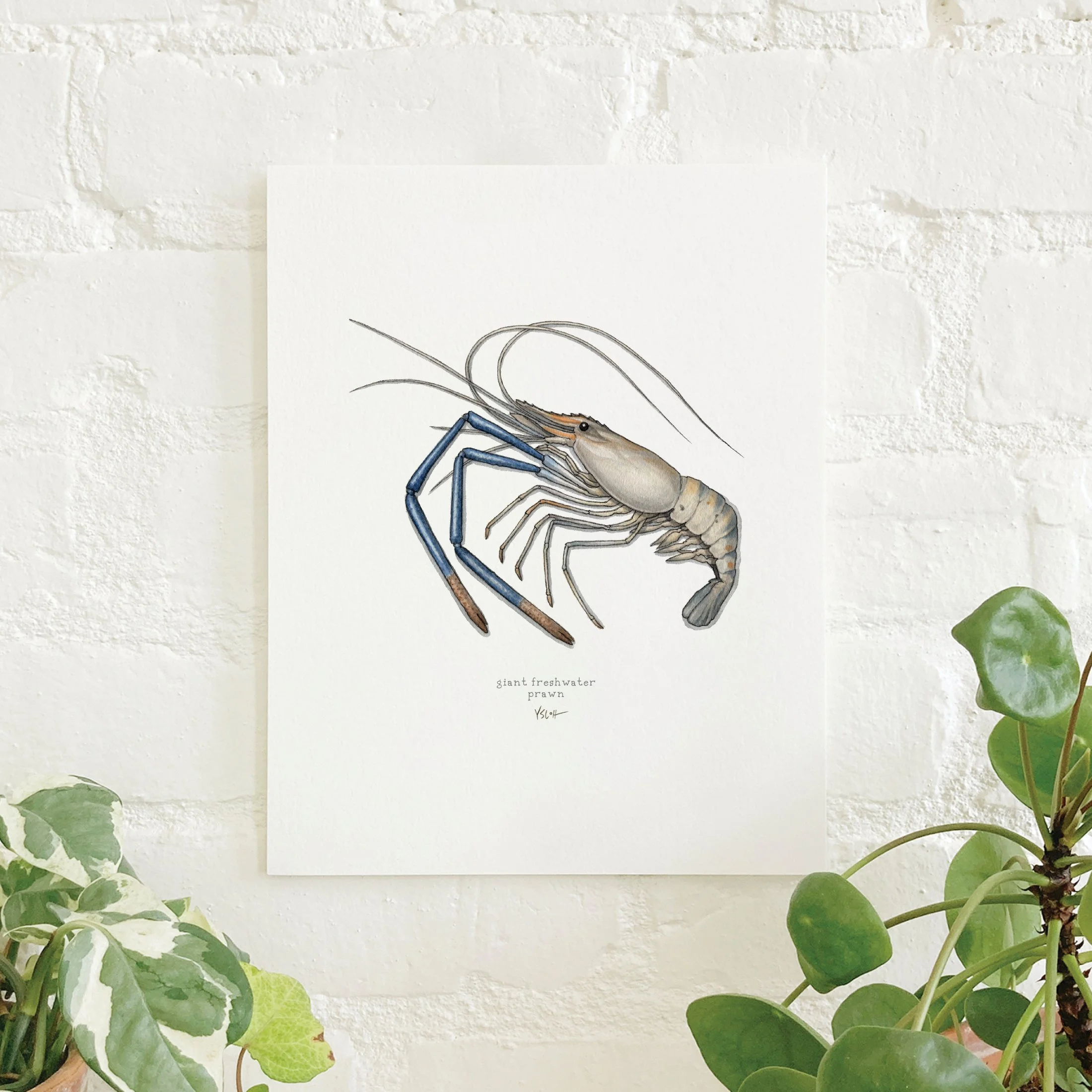 Shop_Prints_8.5x11_Shrimp & Prawn.jpg