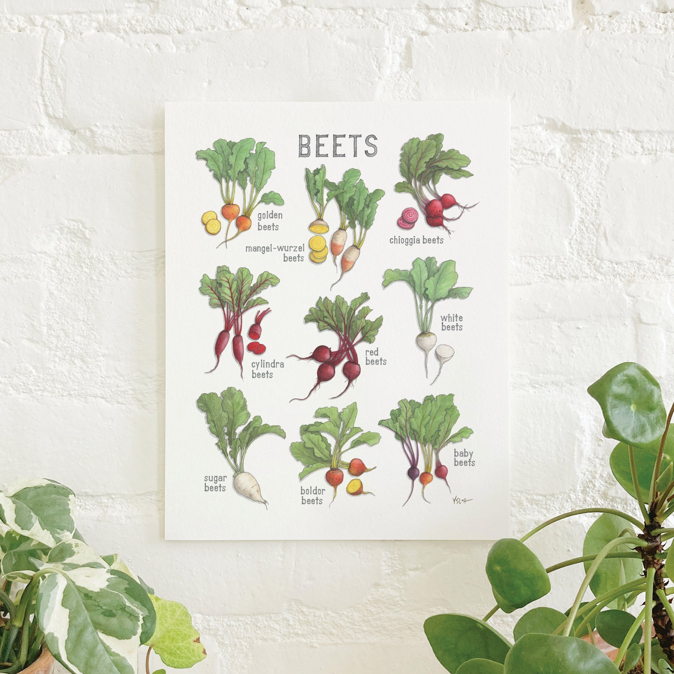 Shop_Prints_8.5x11_Beets.jpg