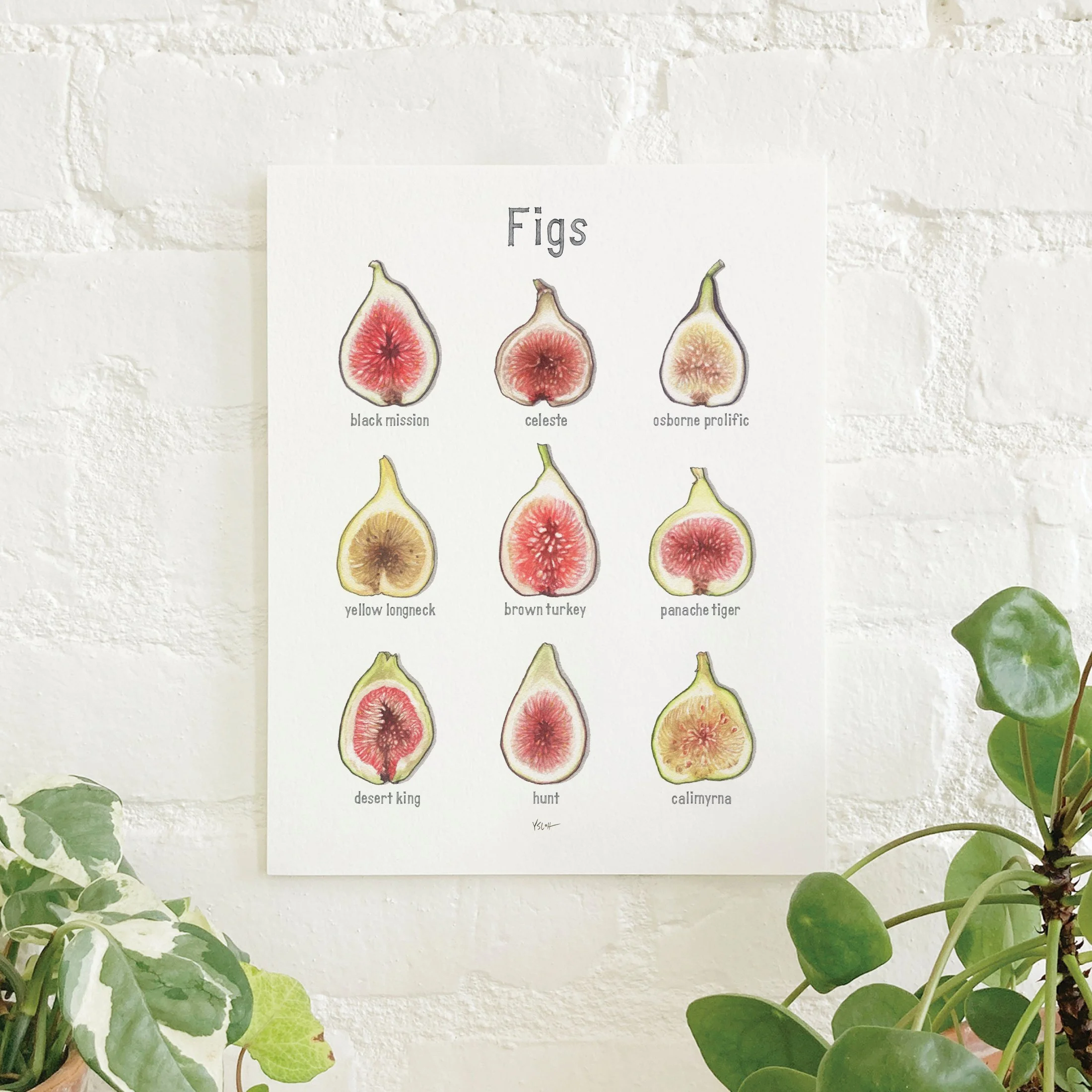 Figs | 8.5"x11" Prints