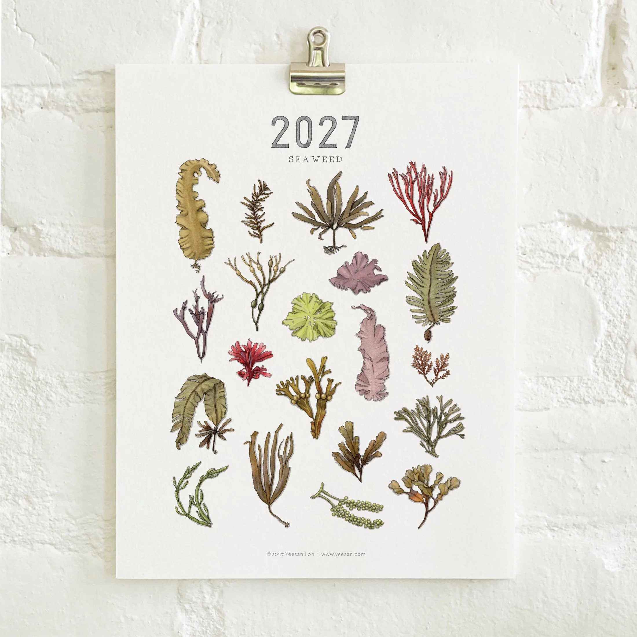 2027_shop_CAL_Seaweed6.jpg