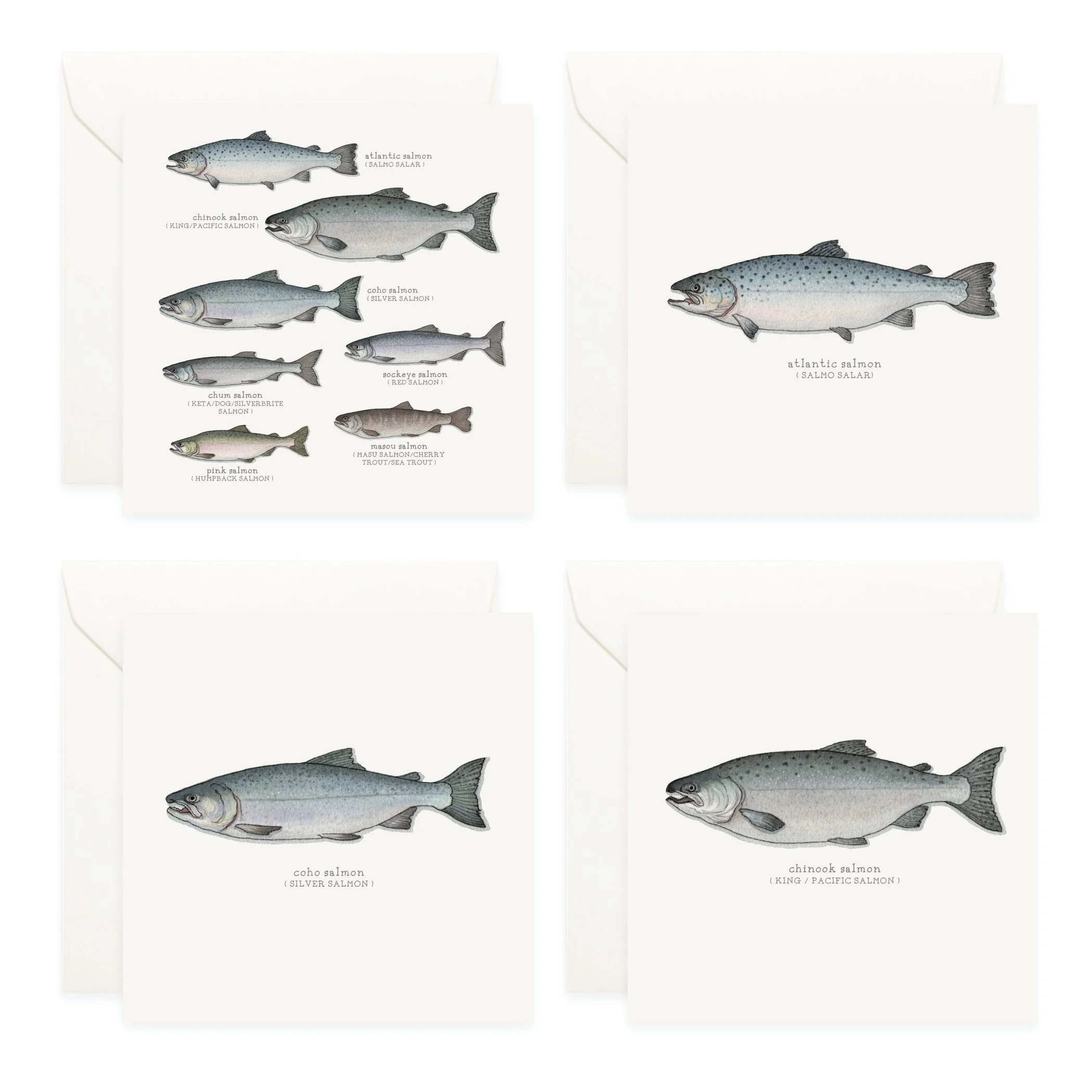 Shop_Box Set_Salmon3.jpg