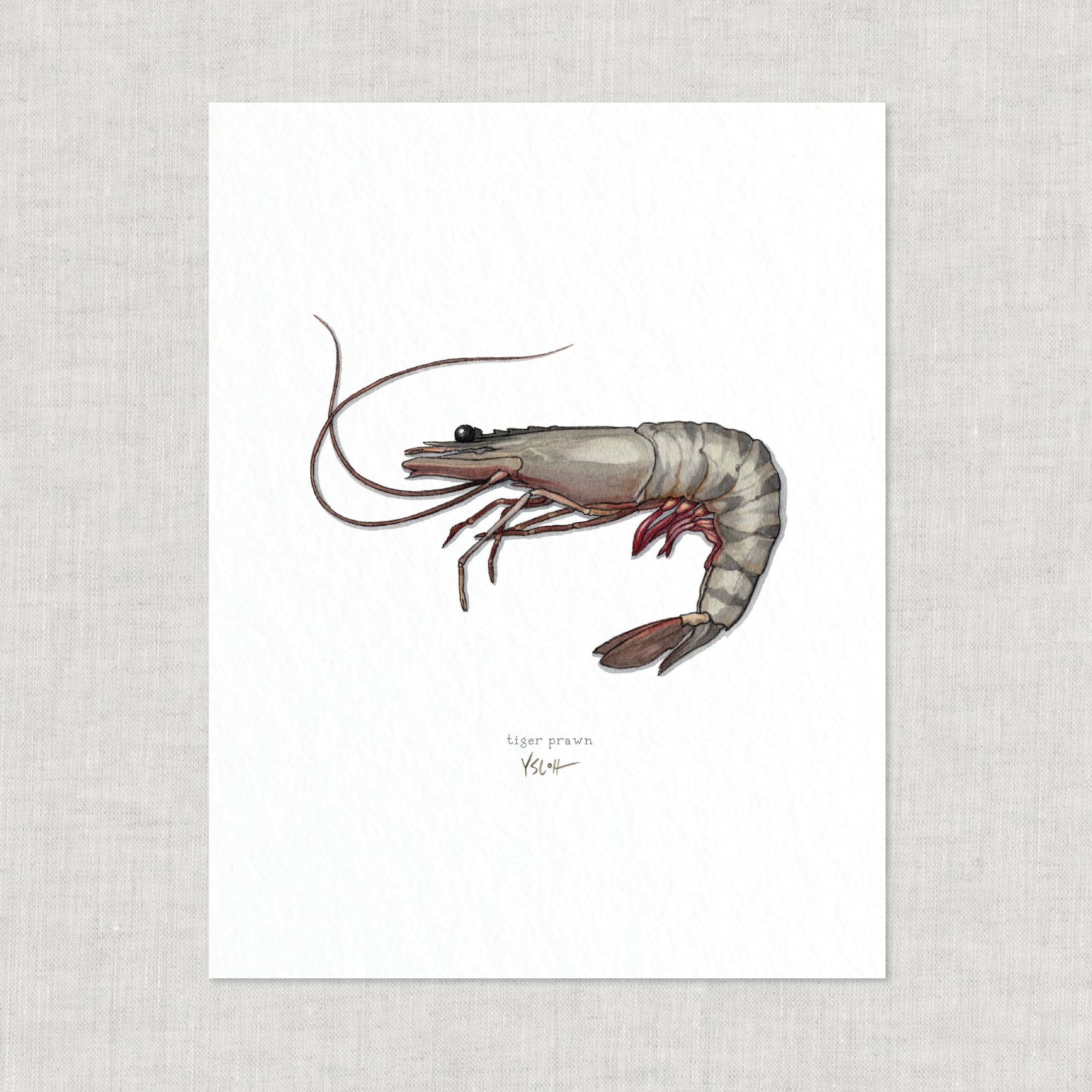 Shop_Cover_8.5x11_Shrimp10.jpg