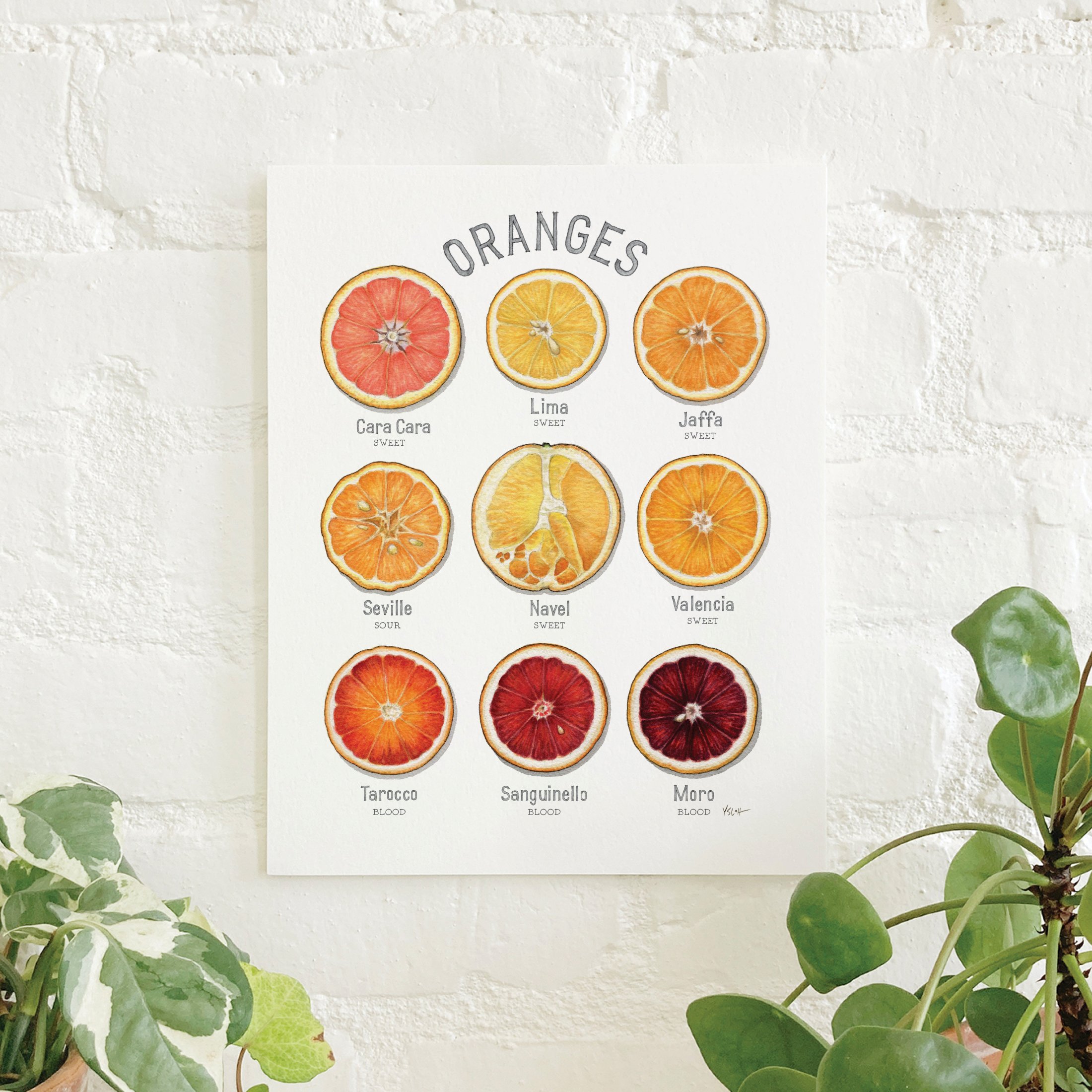 Shop_Prints_8.5x11_Oranges.jpg