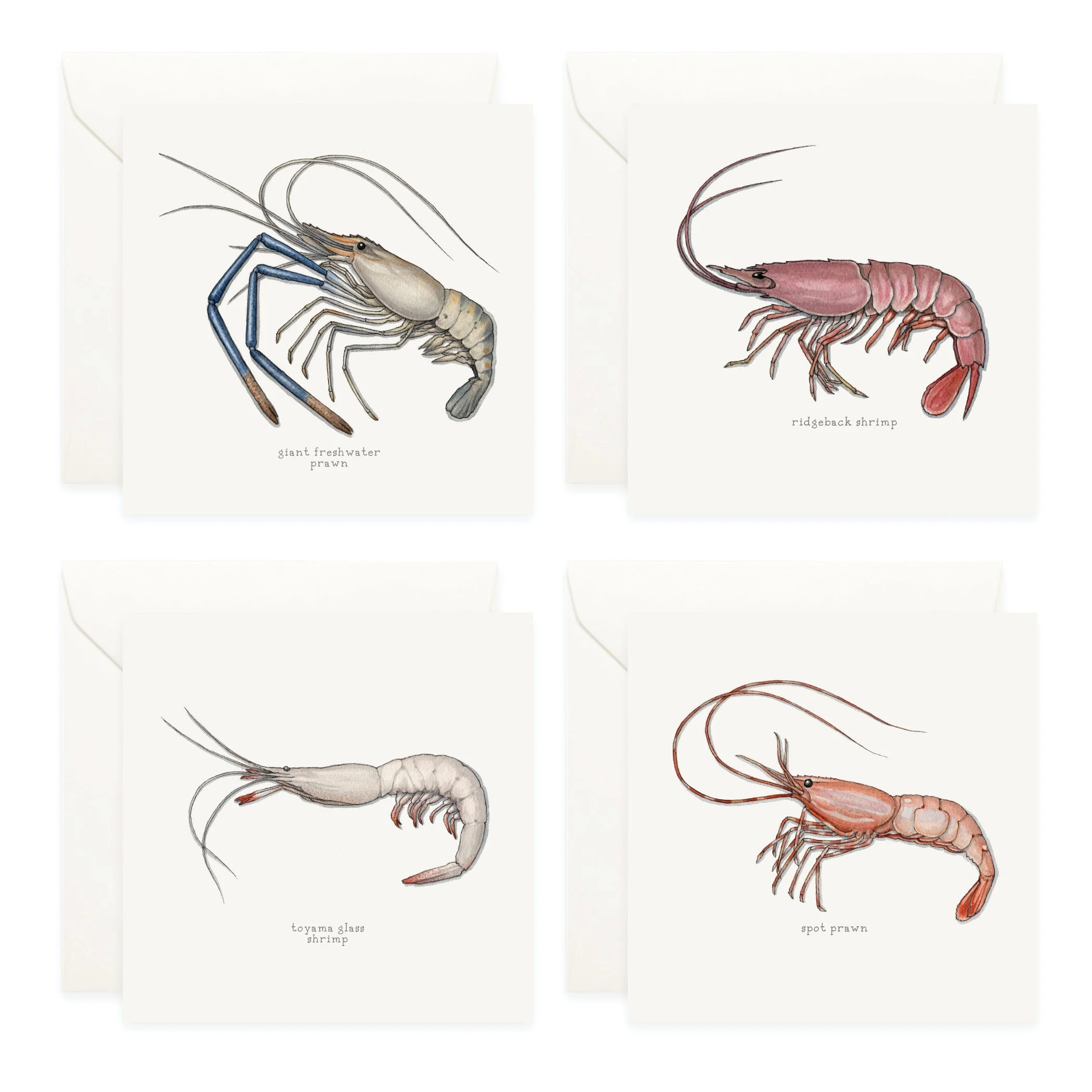 Shop_Box Set_Shrimp & Prawn5.jpg