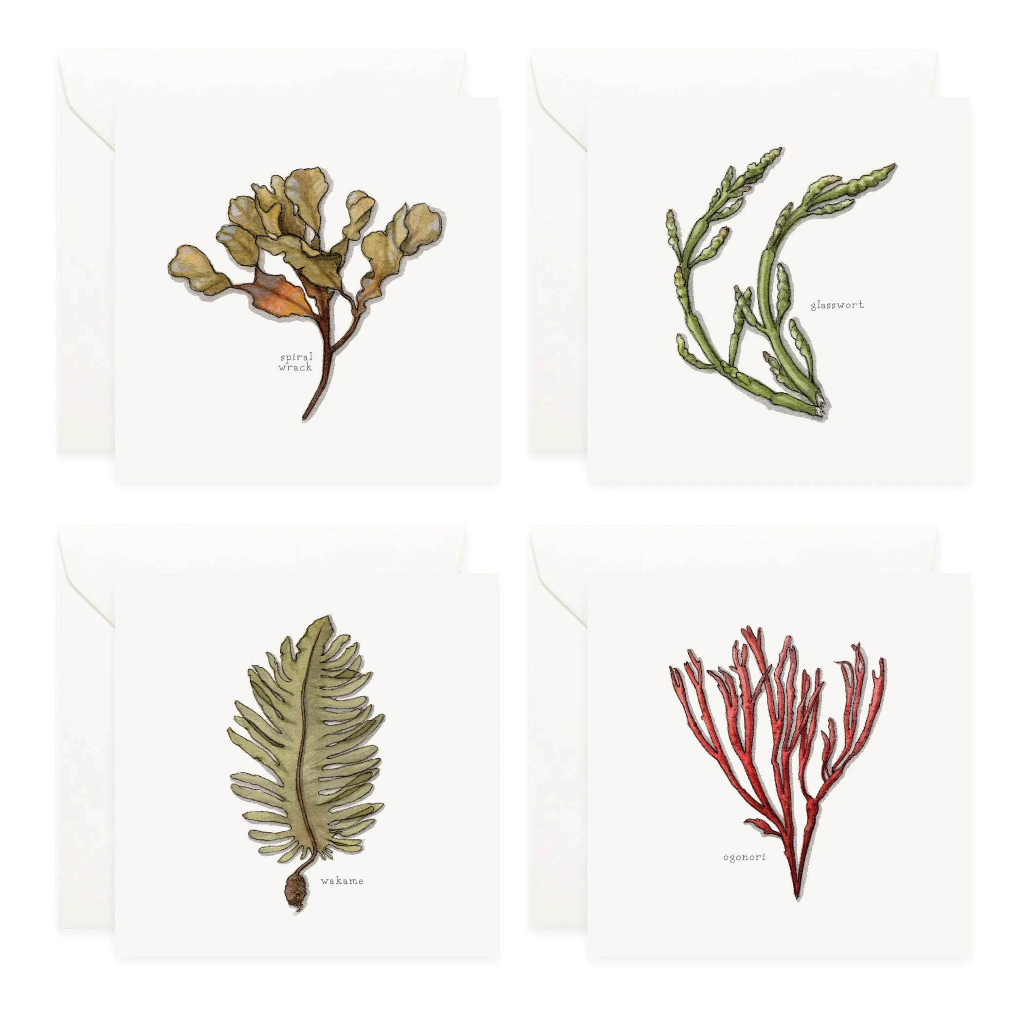 Shop_Box Set_Seaweed5.jpg