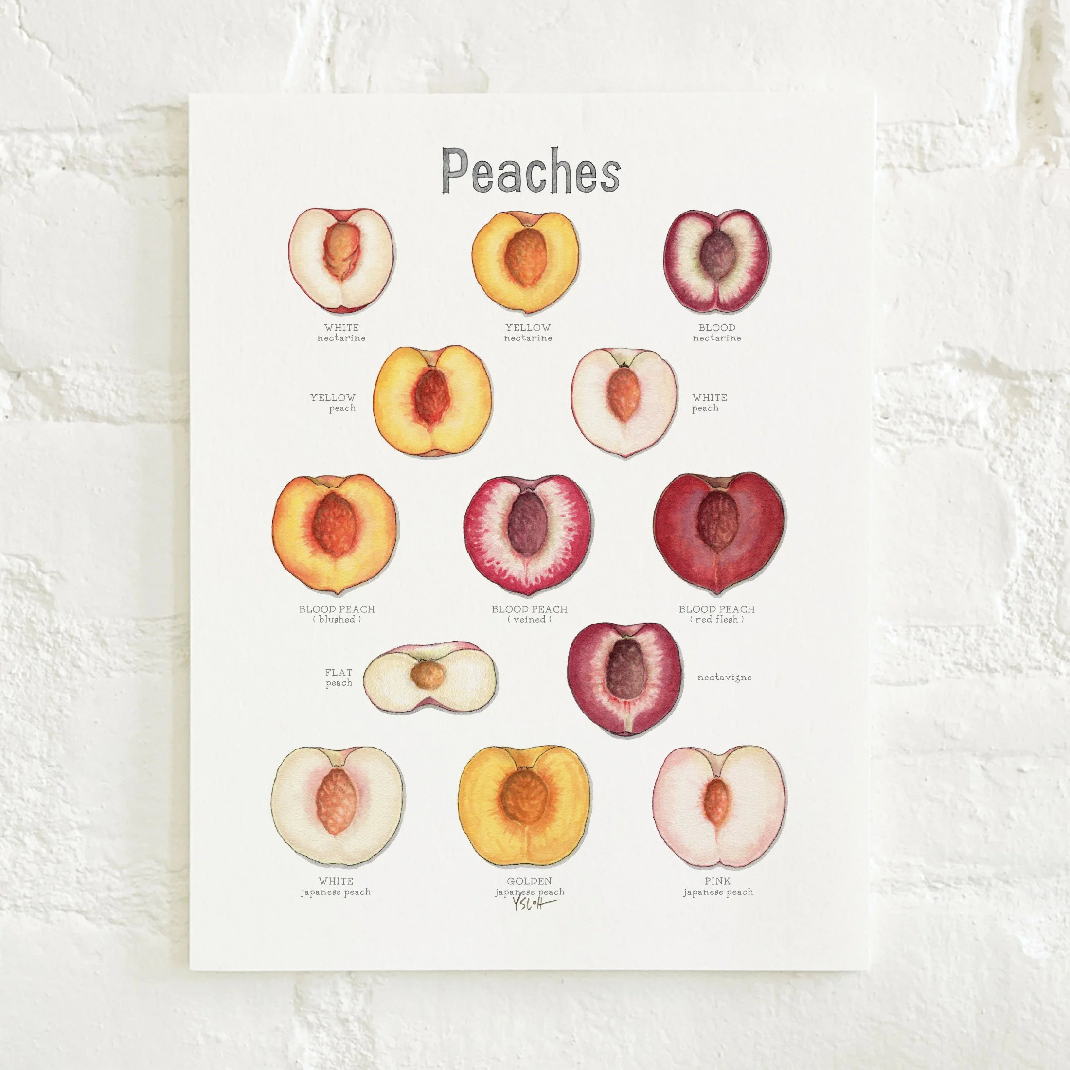 Shop_Prints_8.5x11_Peaches2.jpg