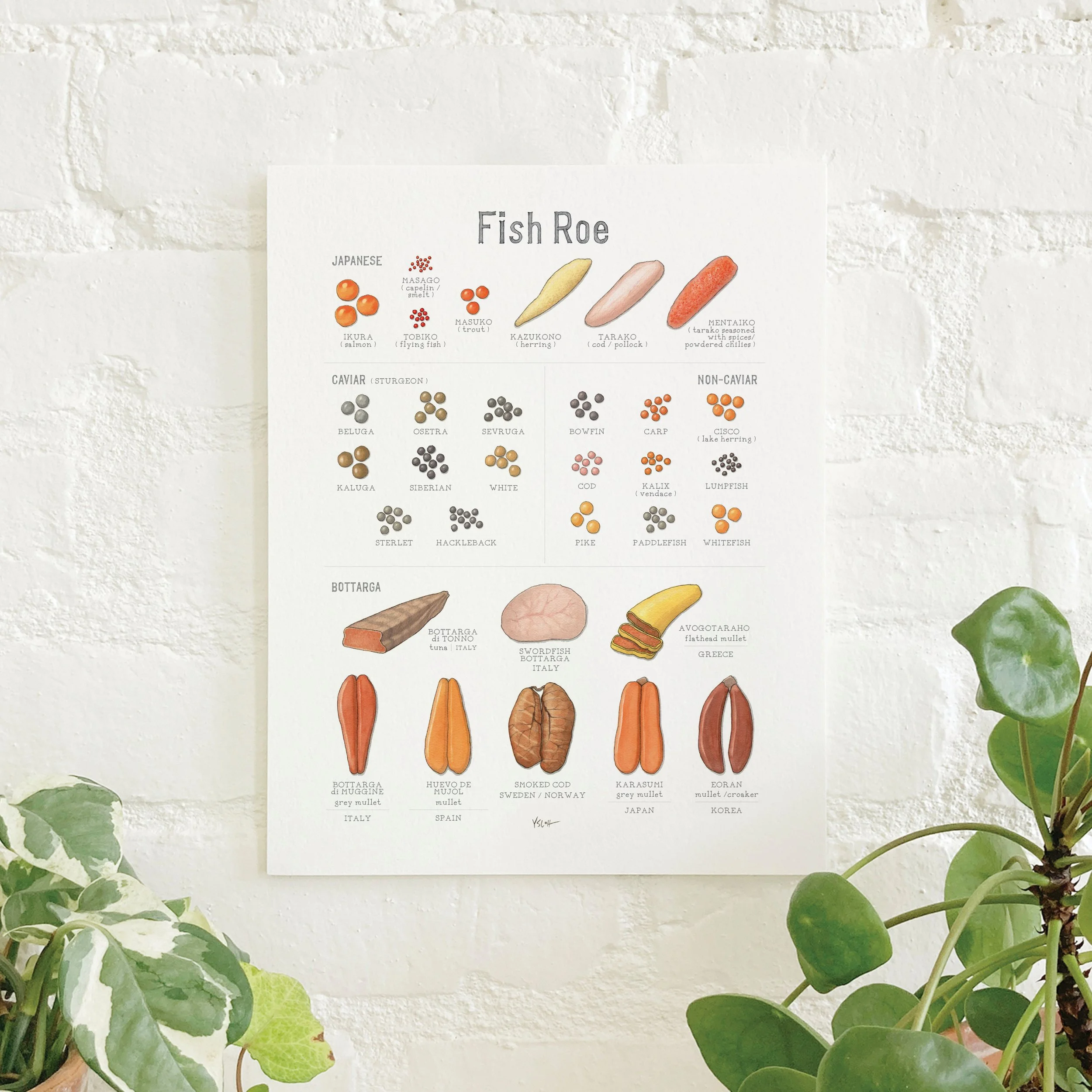 Shop_Prints_8.5x11_Fish Roe.jpg