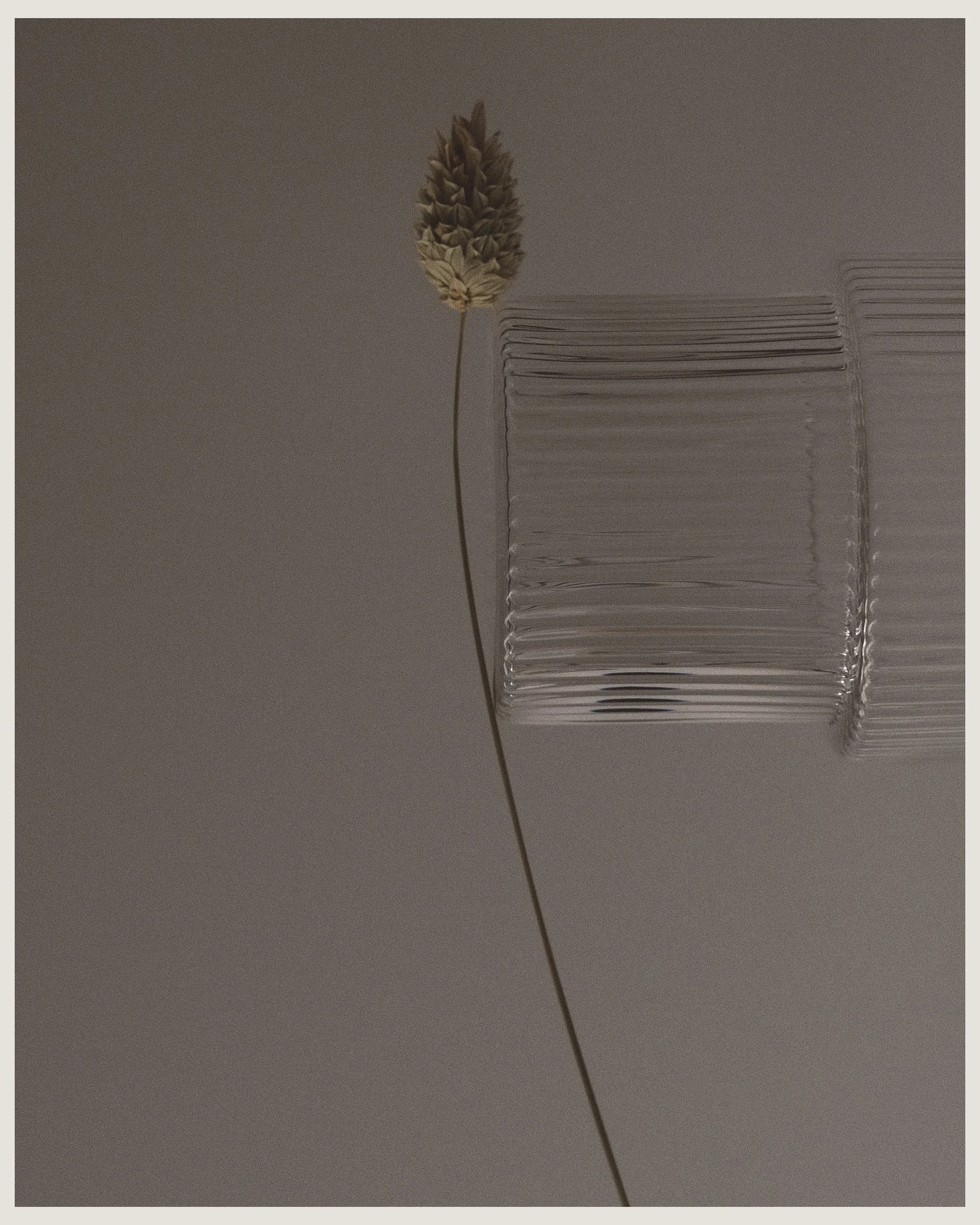 stilllife chiarellobeltran.jpg