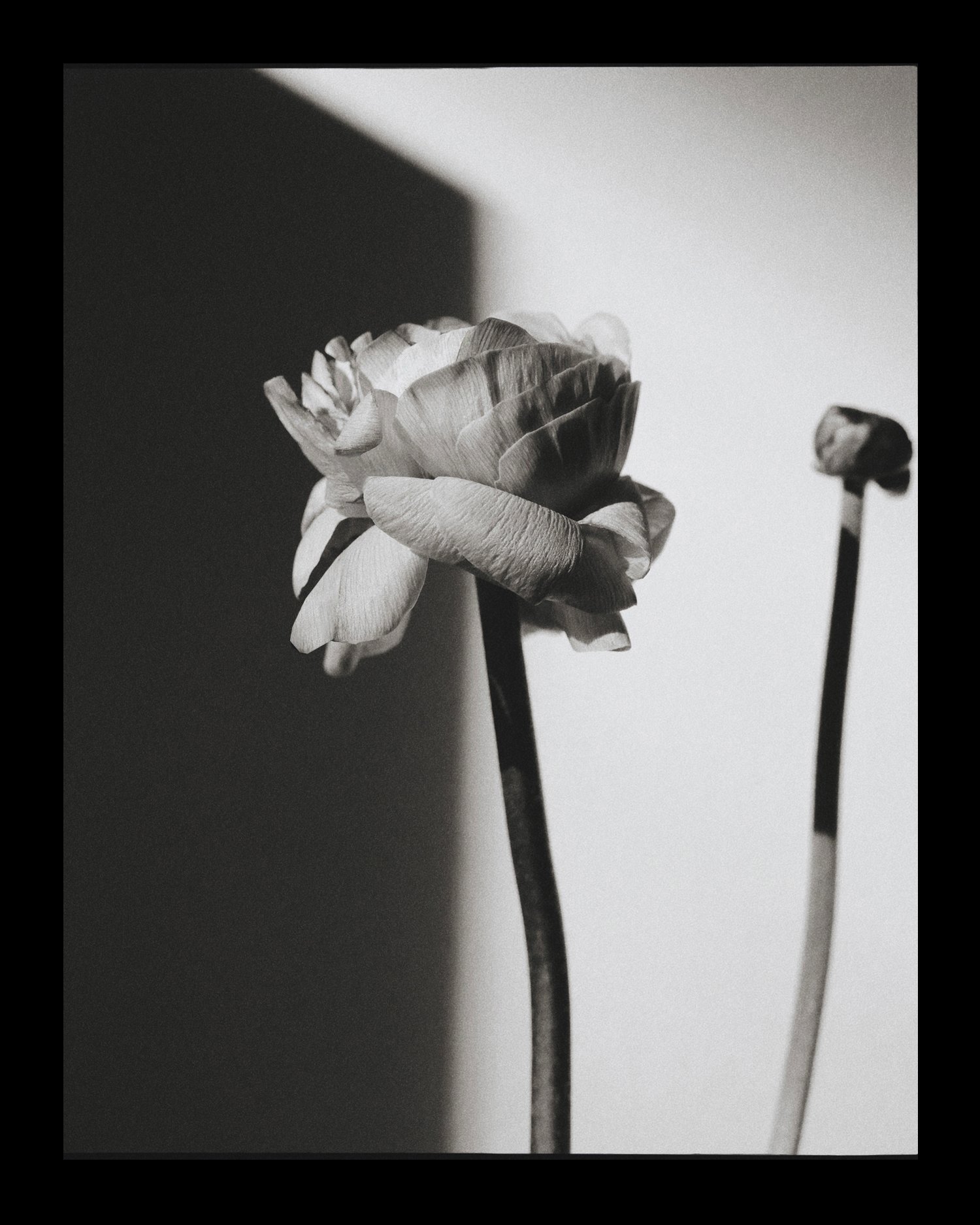 ChiarelloBeltran_Stilllife3.jpg
