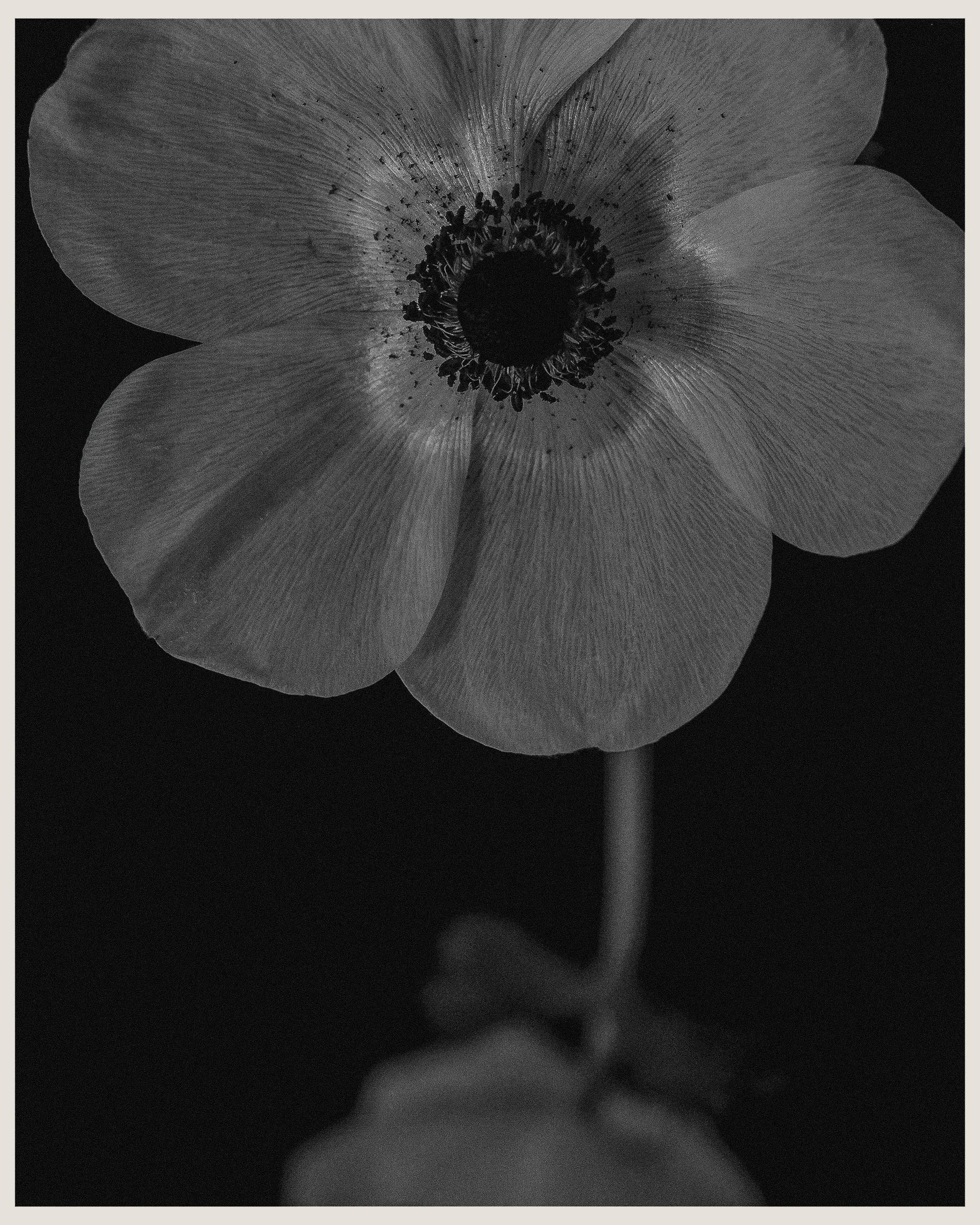 ChiarelloBeltran_flowerdetail.jpg