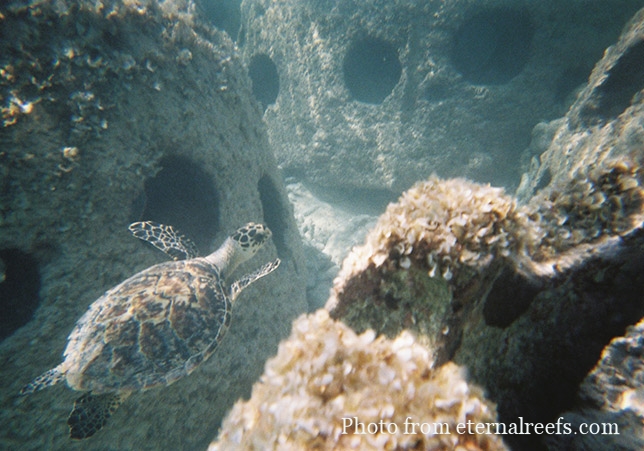 Eternal-Reefs-8-Turtle-in-Reef-Balls.jpg
