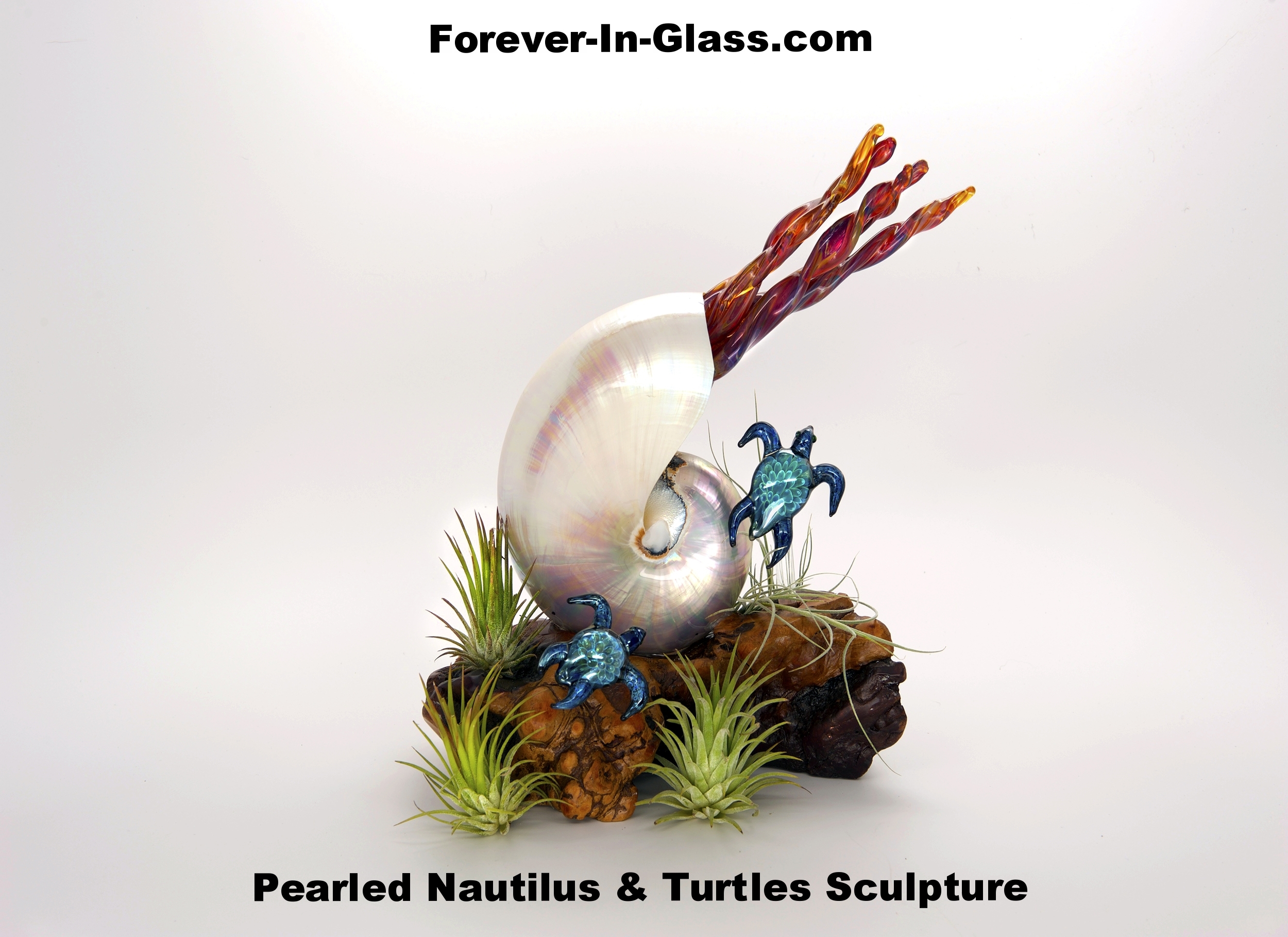 Pearled Nautilus & Turtles on Burl2.jpg
