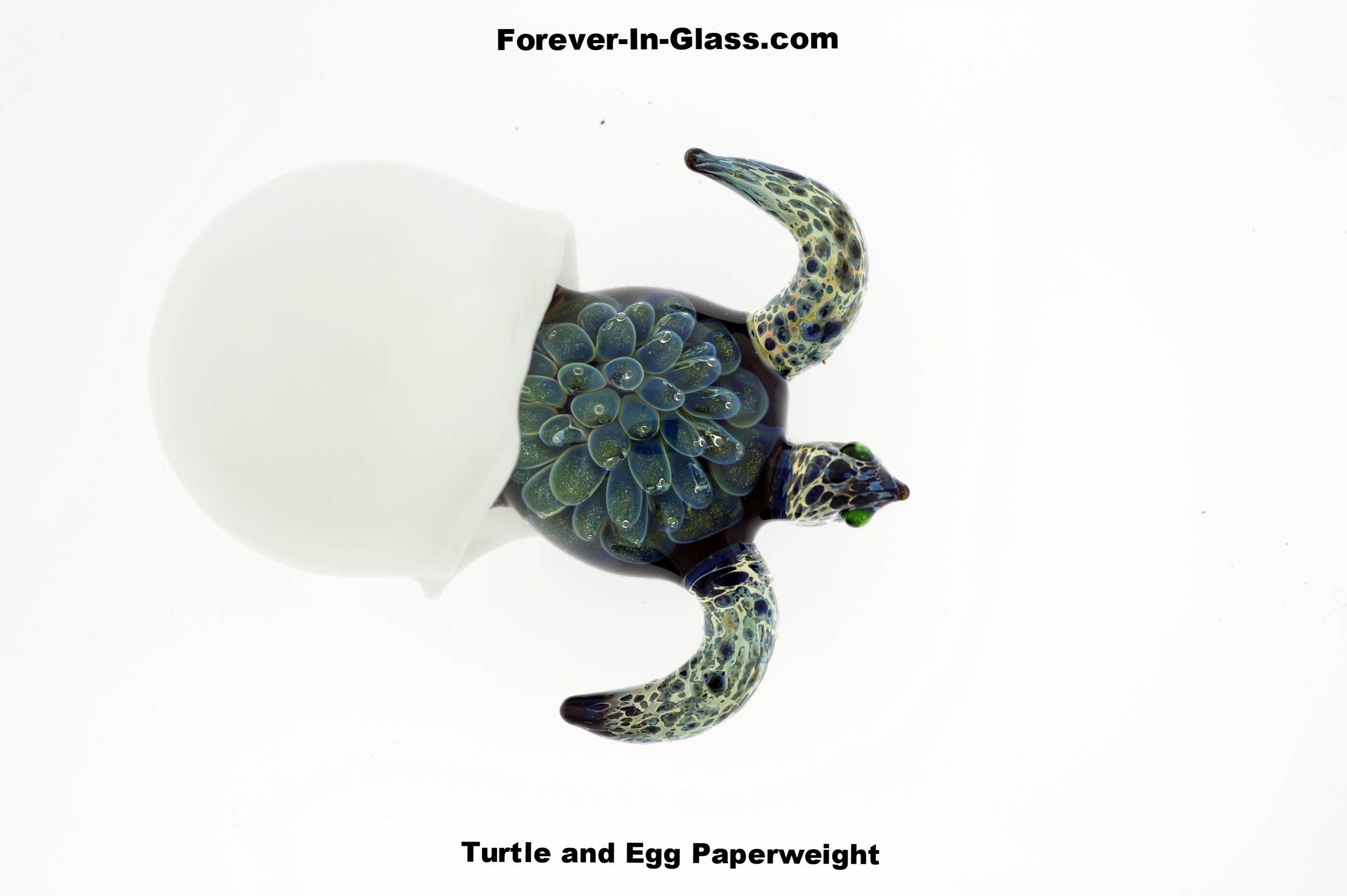 Turtle and Egg.jpg
