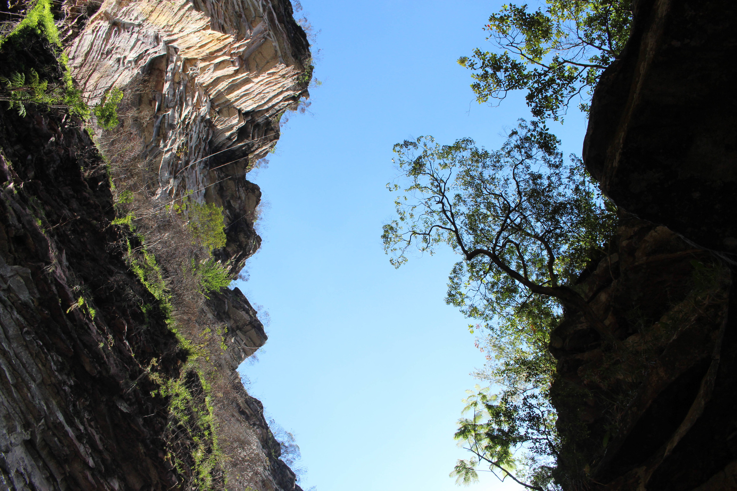 An upward view from the canyon. 