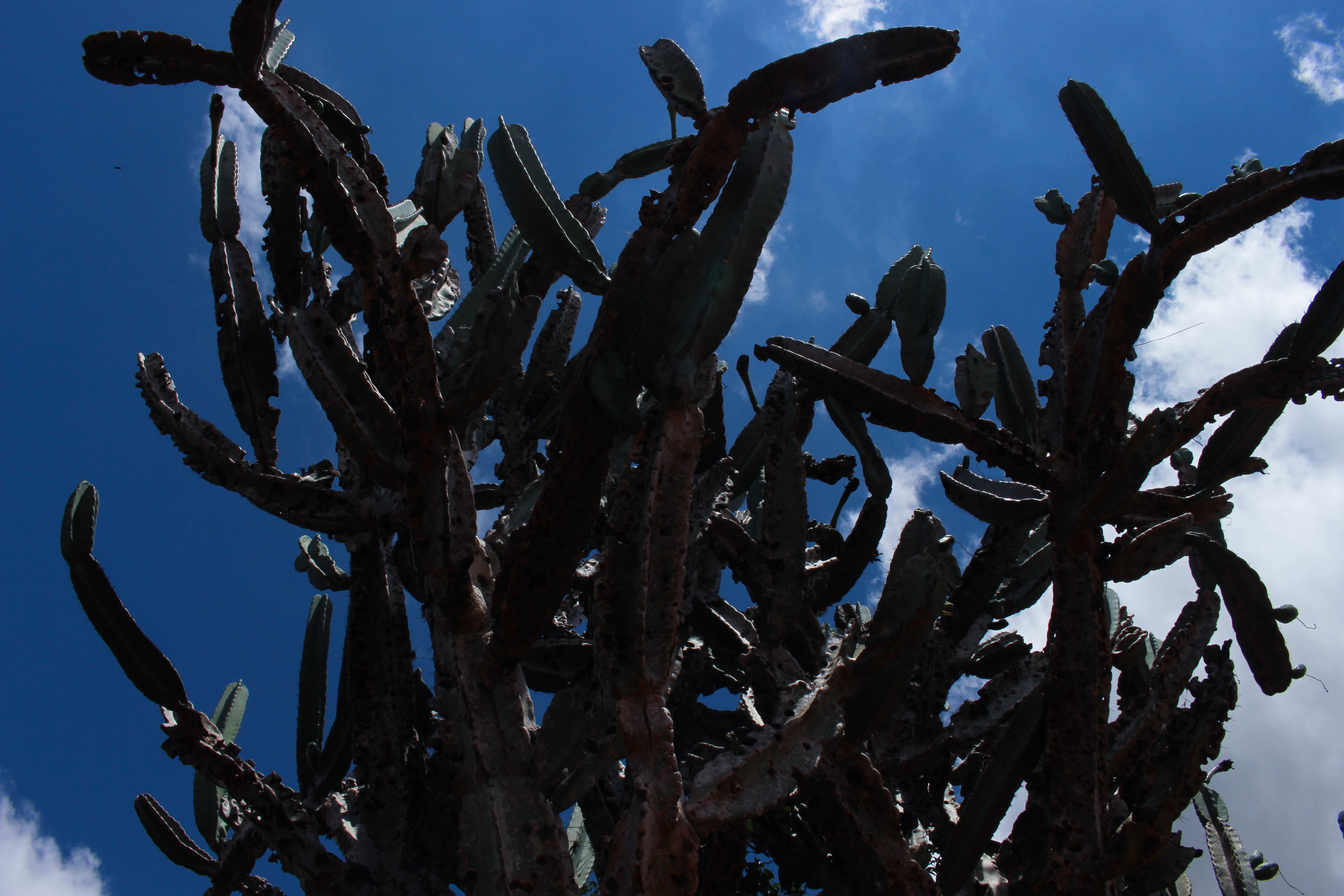 These giant cactus trees were everywhere in that region. 