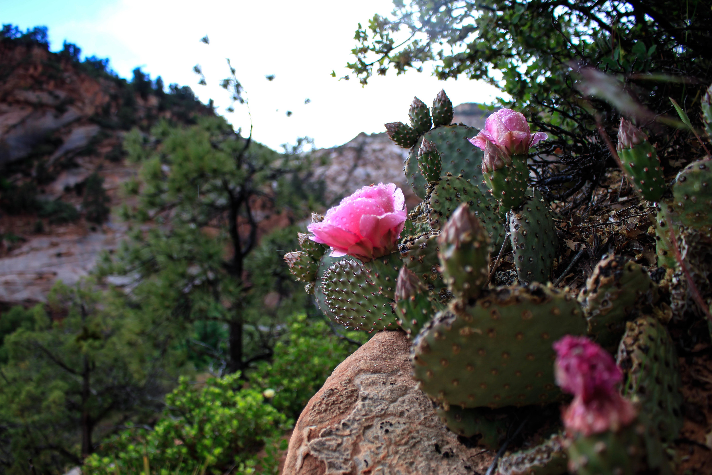 Zion National Park, Utah. 