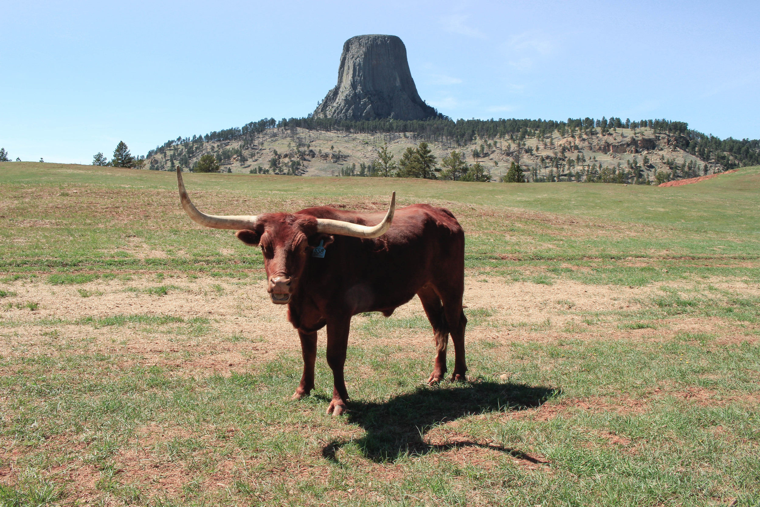 A longhorn and a sacred mountain. Matho Tipila. Photo by Thosh.