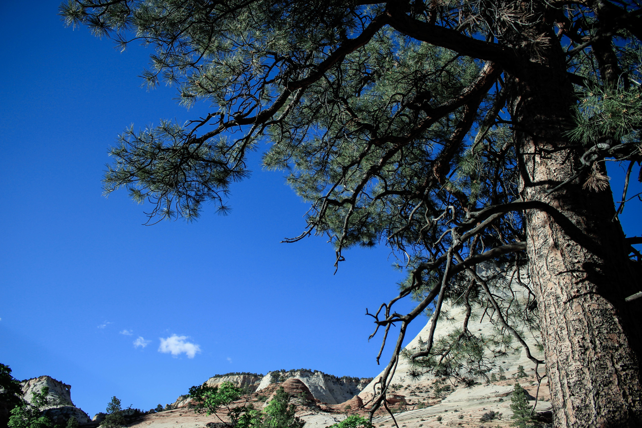  Zion National Park, Utah.&nbsp; 