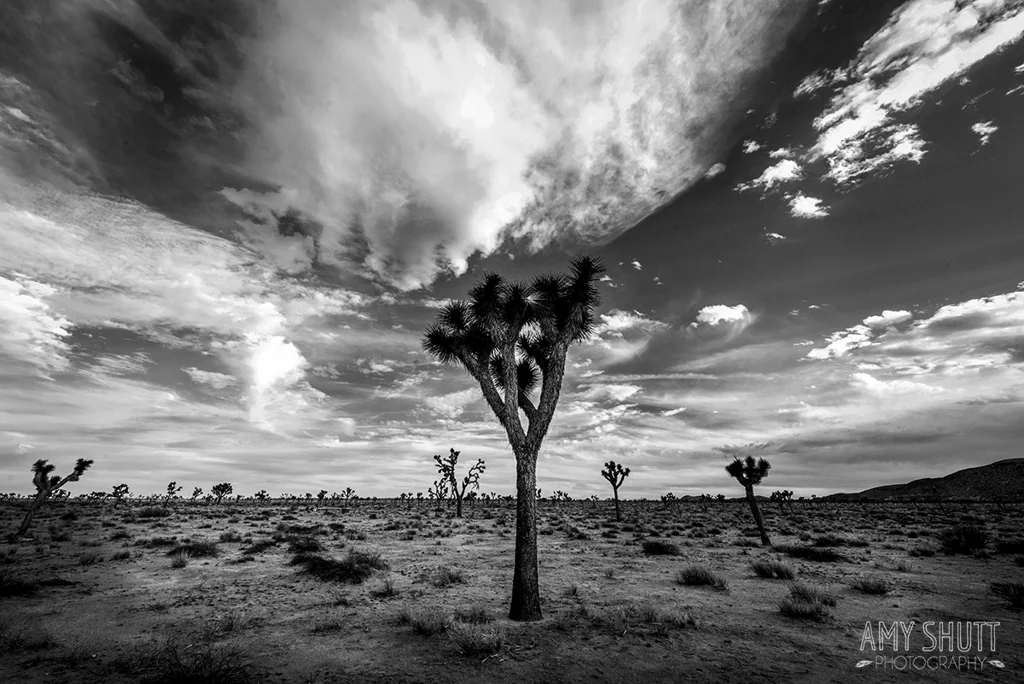 1 Day Weaving in the Desert