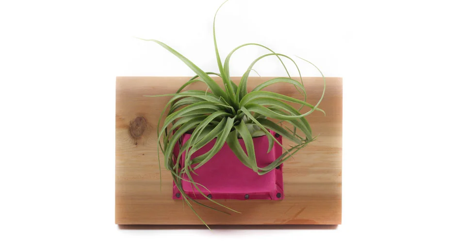 Living Wall Planter with Biophilia Design Collective- Sept 24 6:30-9