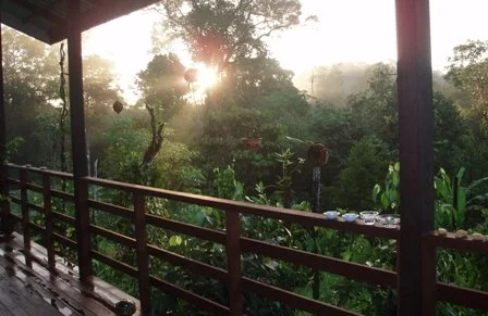 View of the rainforest.JPG