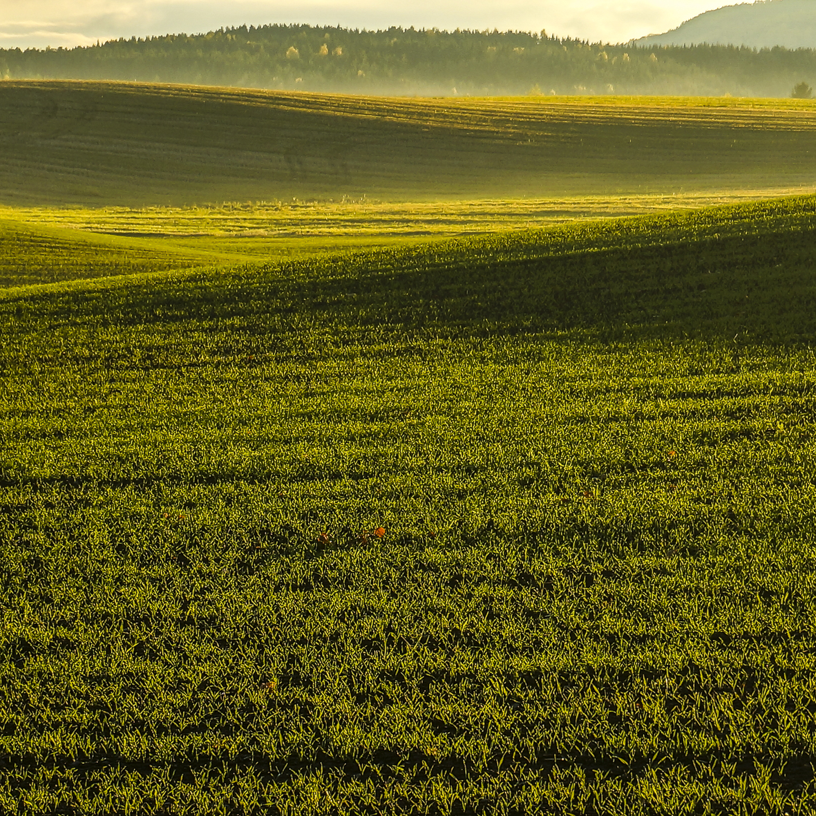 Fields