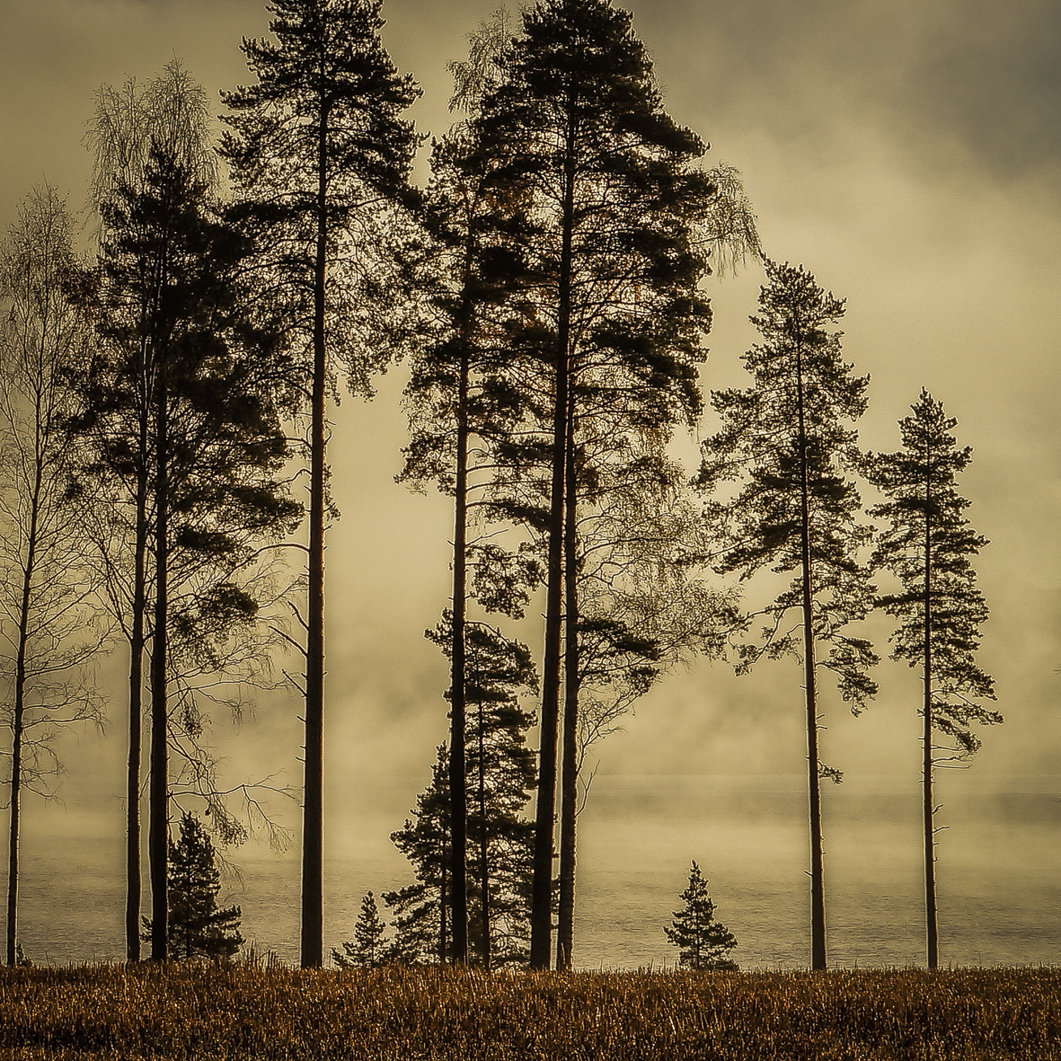 Pine trees