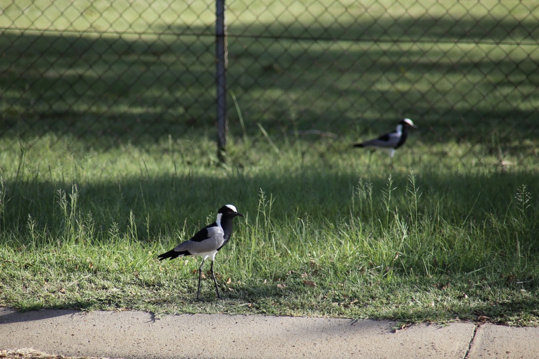  Local helmet birds