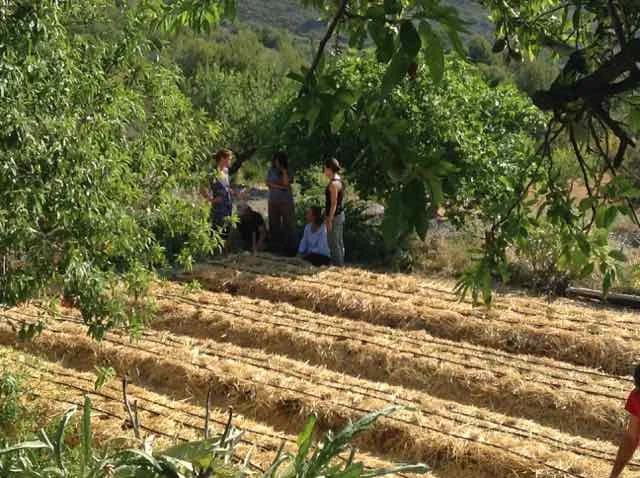 Camas elevadas cubiertas con paja