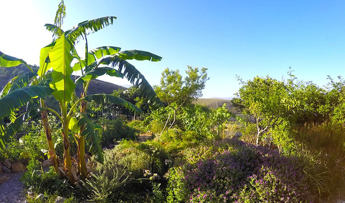 2016 end of summer - garden getting more lush and green, trees and windbreak growing nicely