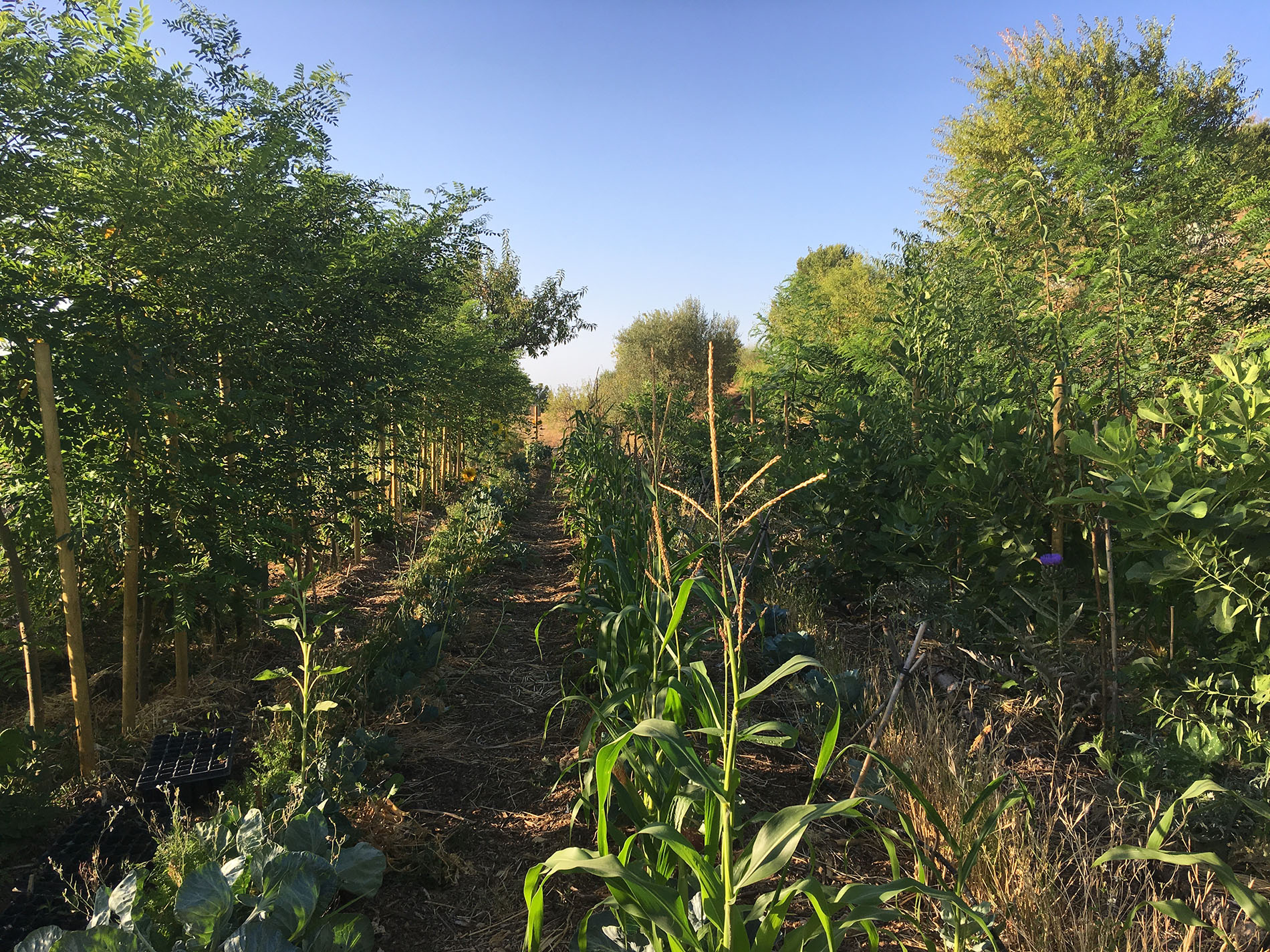 Life in Syntropy Workshop