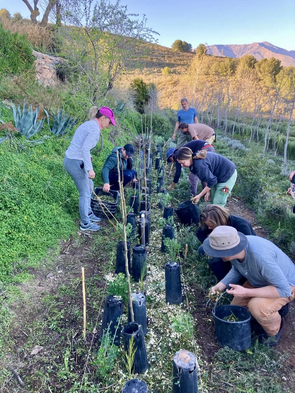 syntropic farming workshop