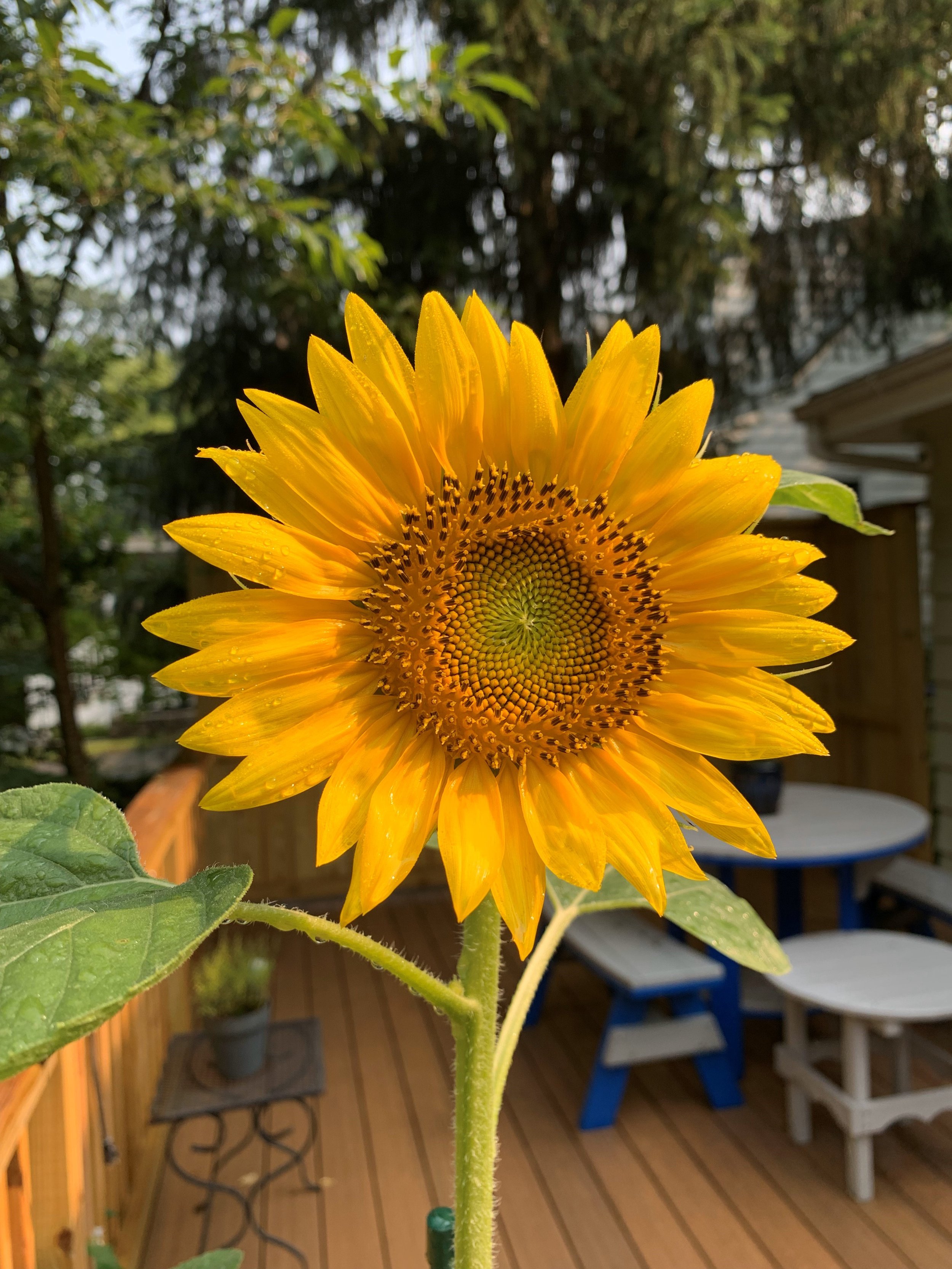 sunflower.jpg