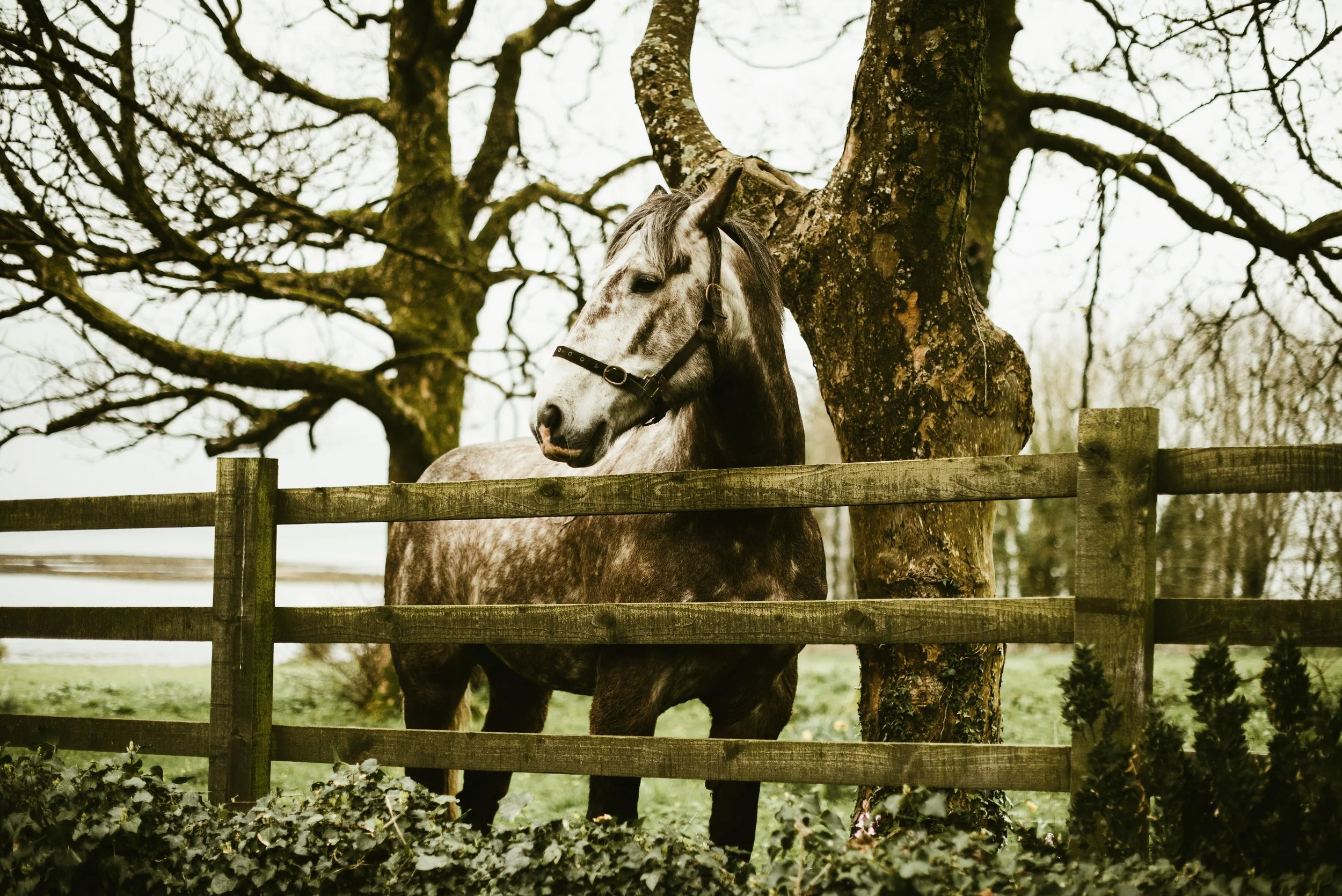 A gray horse with a dark mane in Ireland standing behind a wooden fence, with a large tree in the background and green grass below.