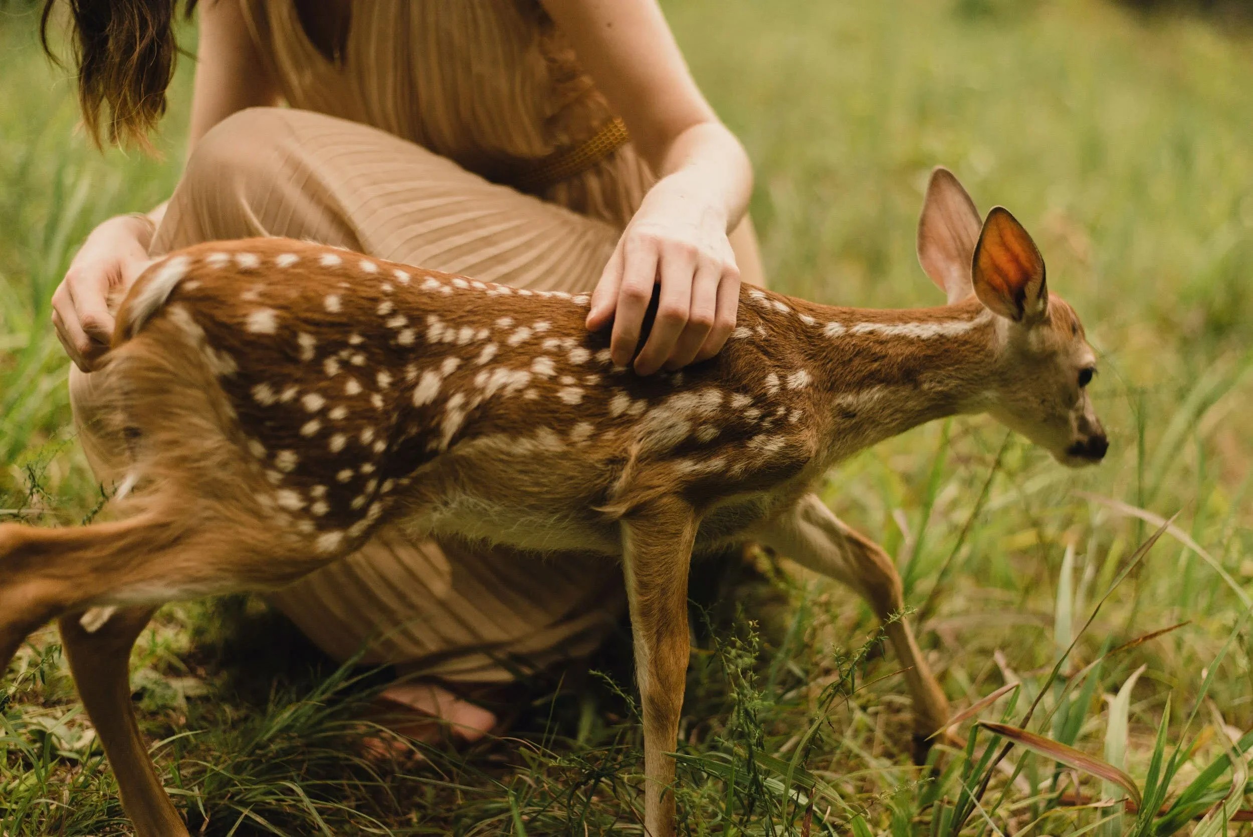 A person holding a young fawn with white spots on its back in a grassy outdoor setting.
