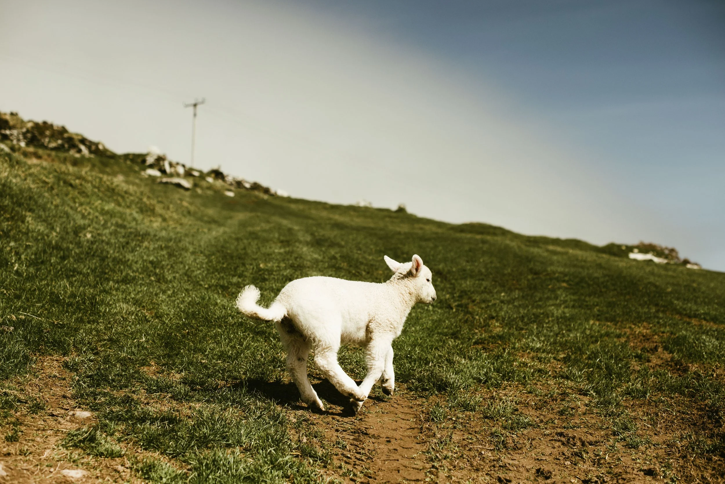 A small white lamb running across a grassy hillside with a mountain behind it in Ireland