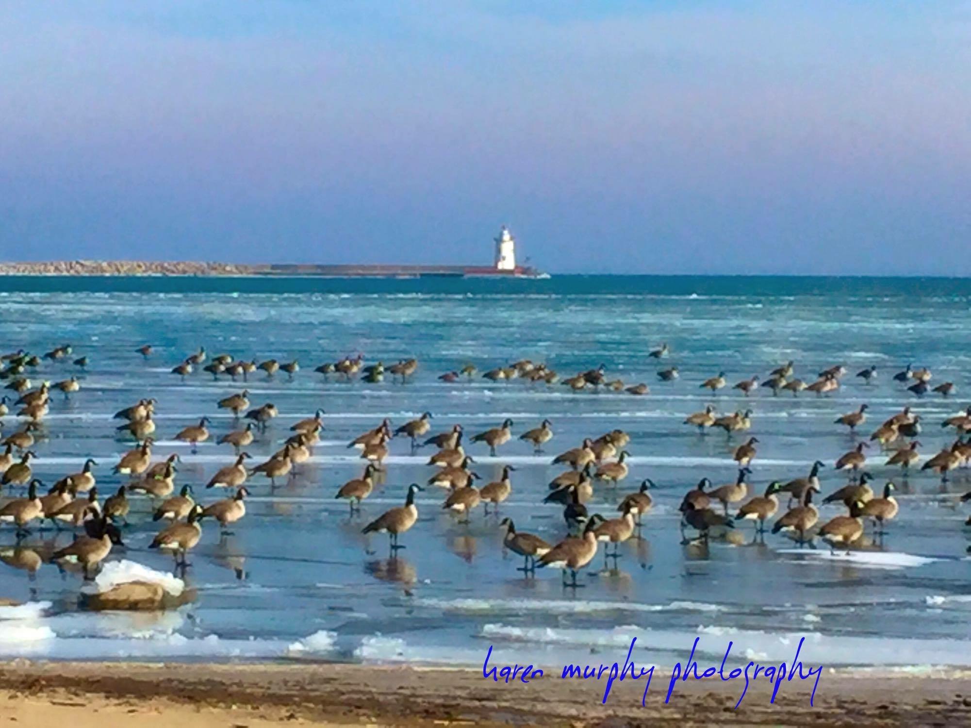These geese are sitting in front of Harbor Beach Lighthouse, waiting for those spring breezes. Photo captured by Karen Murphy Photography.