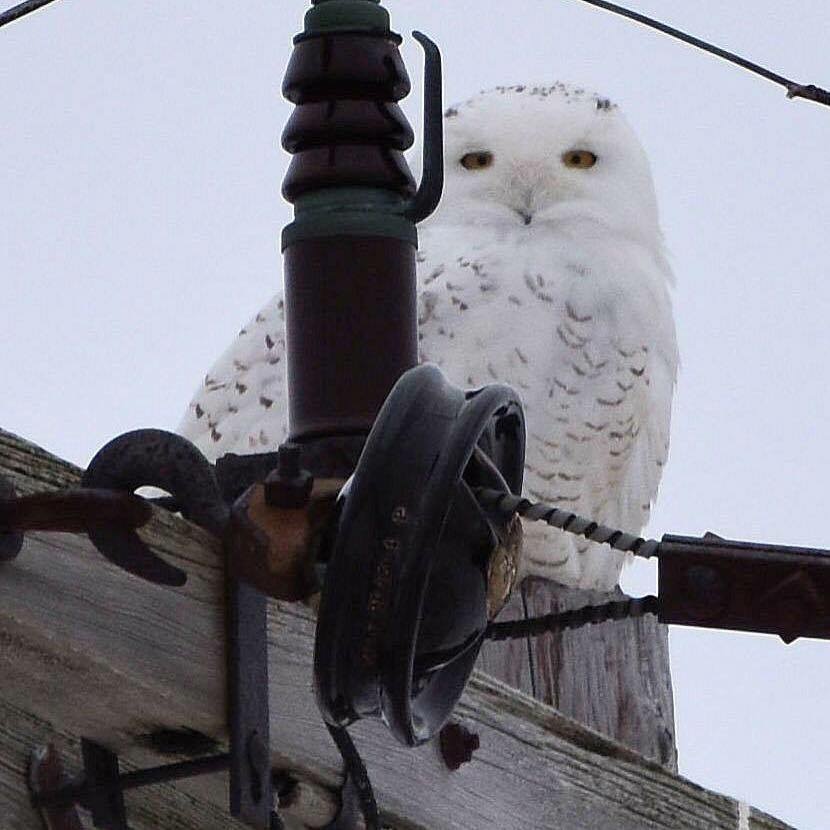Snow owl spotted this winter by Karen Murphy, this guy had his 15 minutes of fame in the local news media.