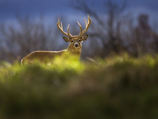 Photo: Dave Kenyon, Special to the Free Press