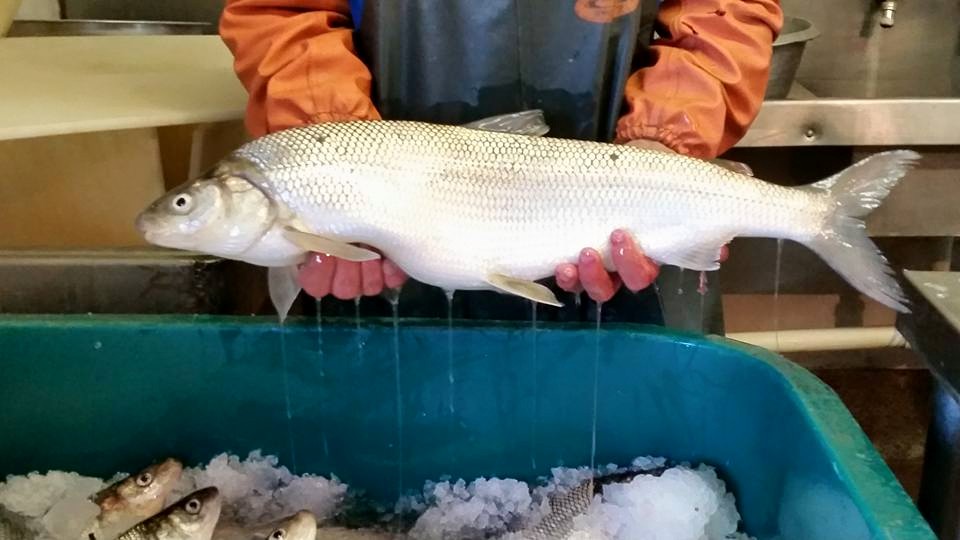 Whitefish.jpg