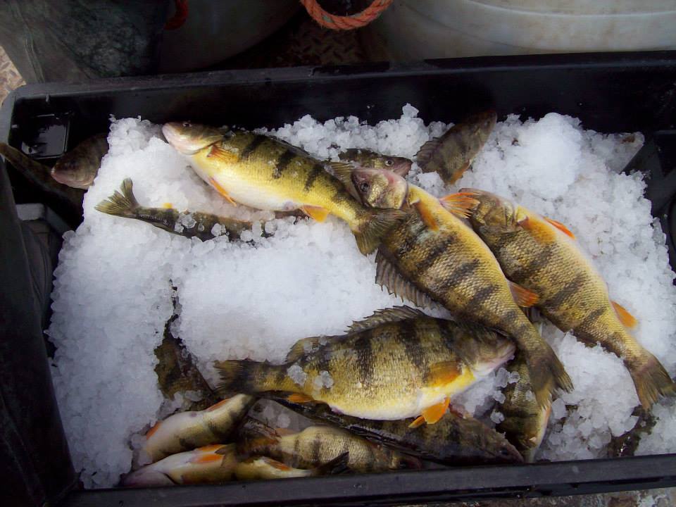 yelperch.jpg