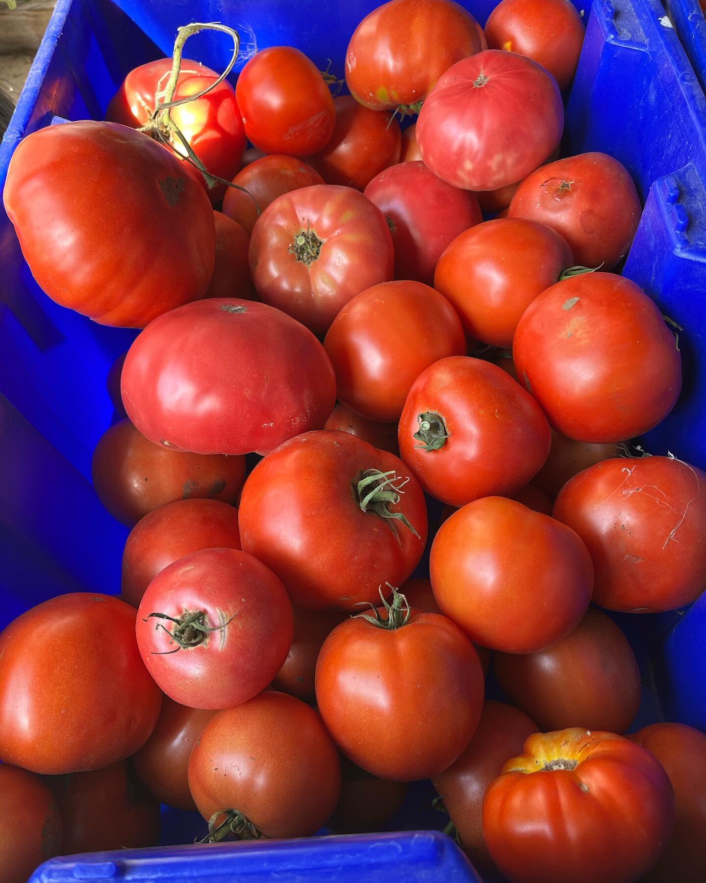 We now have over 150 pounds of ripe tomatoes for sale at two dollars per pound on the farm. They are organic with no sprays. Call Marybeth at 507-884-7247. 60687 205th Ave. Dodge Center, Minnesota.