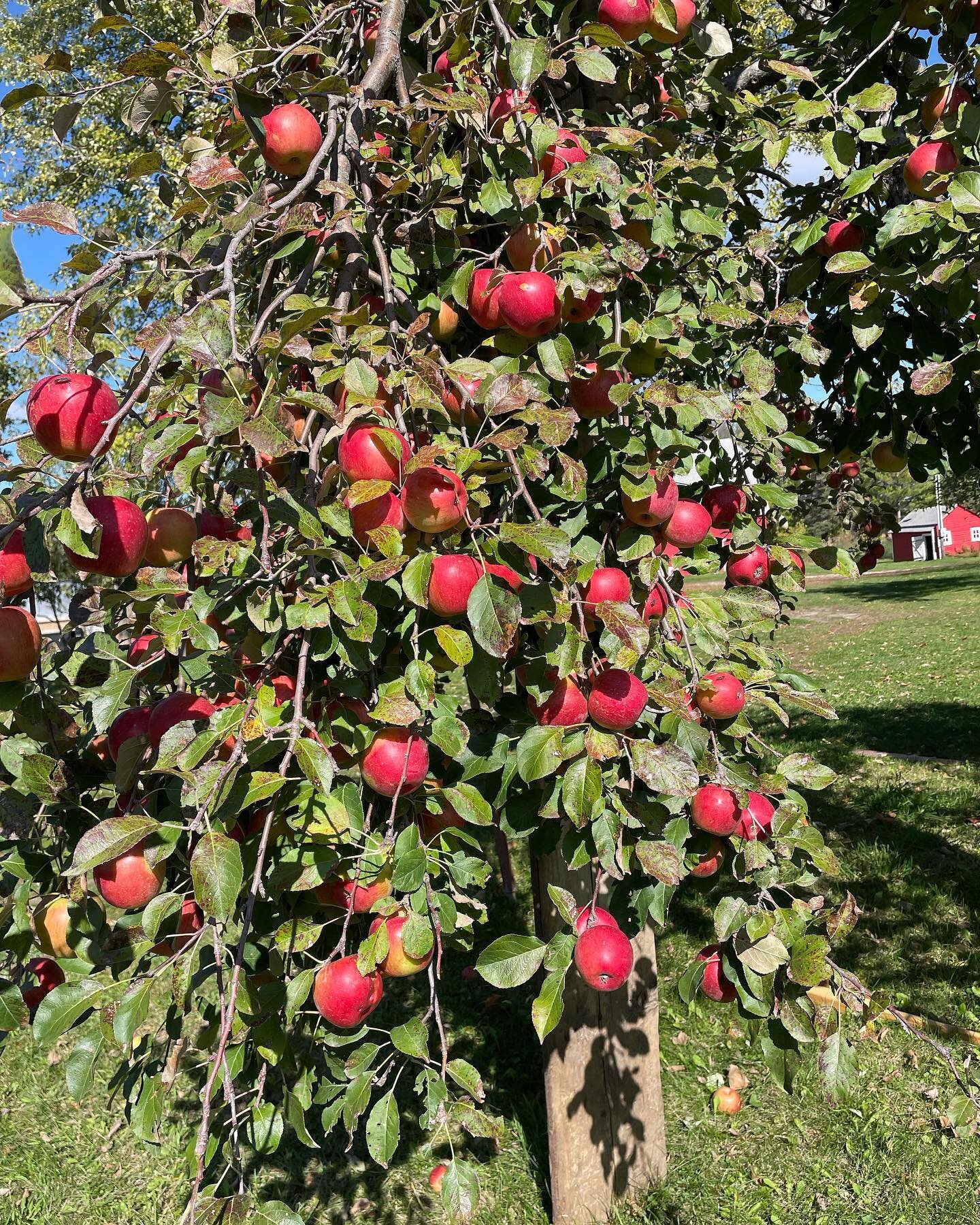 This fall our apple trees have produced a big harvest. We will have Regent variety and Harrelson variety apples for sale while they last (we have about 700 pounds). 

We are charging $1.00 per pound for the apples. 

The regent is juicy and crisp and