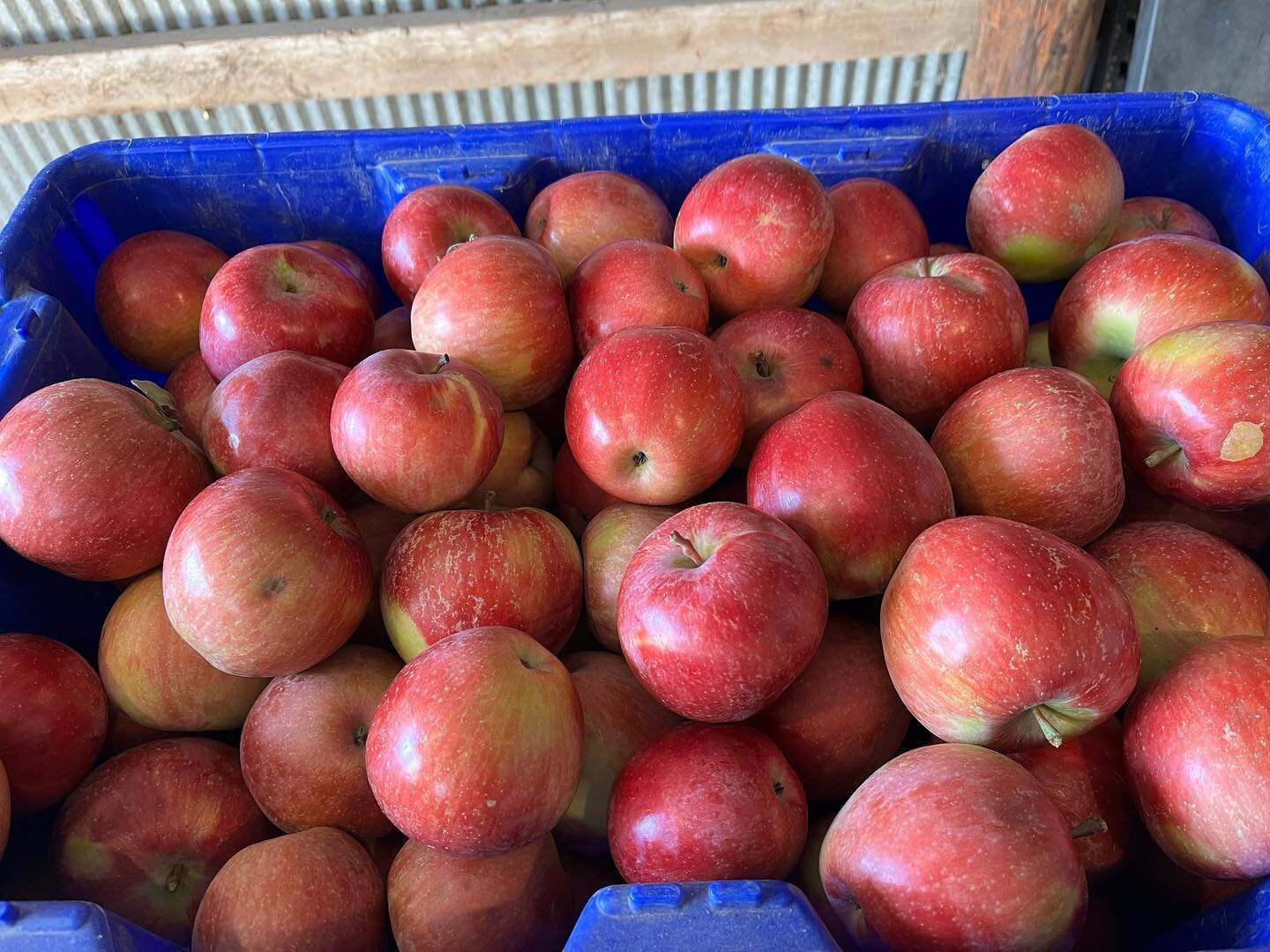 Very nice regent and Haralson apples for just one dollar per pound. Seconds are $.50 per pound. Excellent eating and pie apples. Stop by anytime. (closed Saturday) 

If we&rsquo;re not home it&rsquo;s self service. 507-884-7247. 

60687 205 Avenue 
D