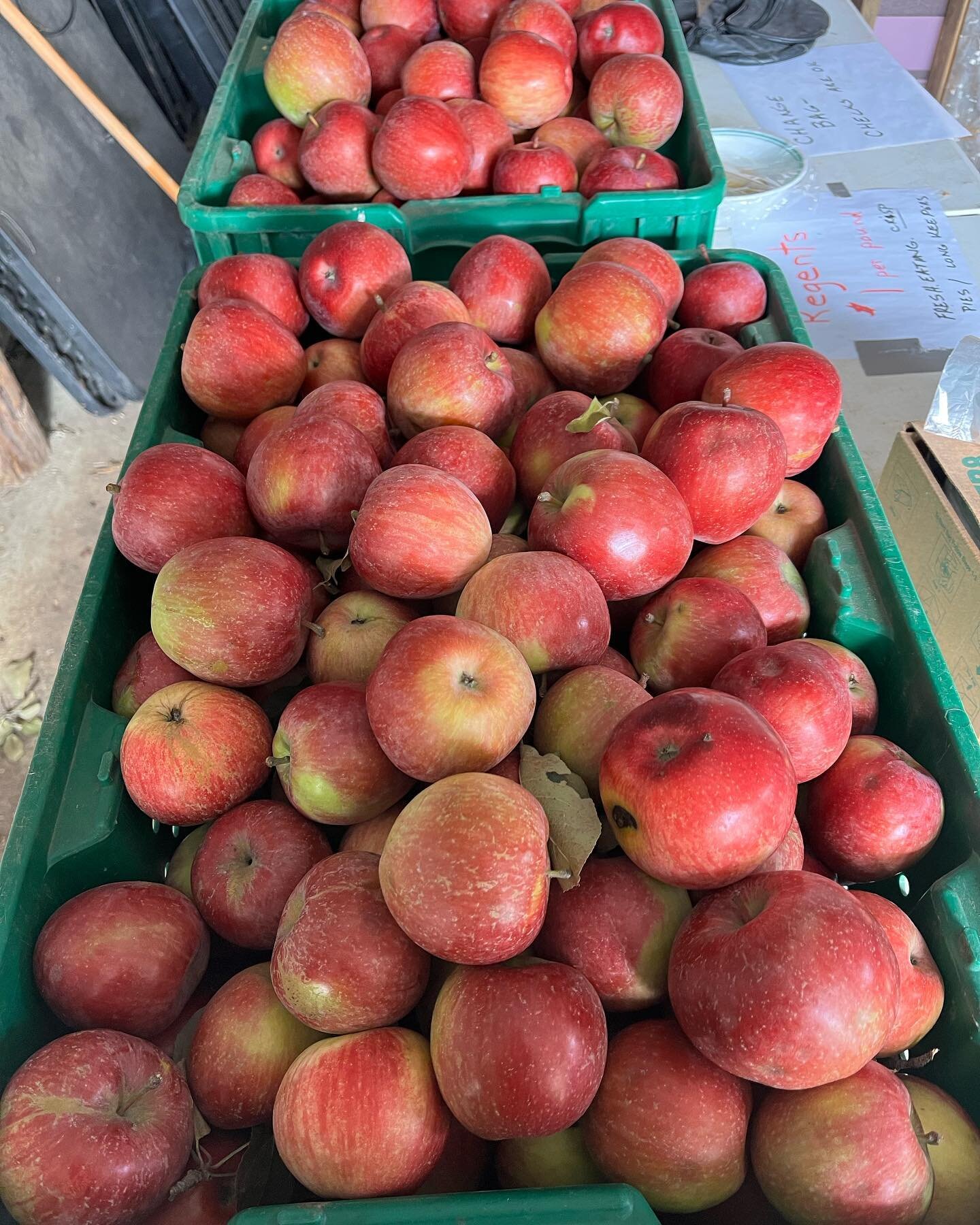 Yes, we still have lots of Regent apples and Haralson apples to sell on the farm for just one dollar per pound. There will be some smalls and seconds for $.50 per pound. Haralson apples are slightly tart but great for fresh eating and pies. Regent ap